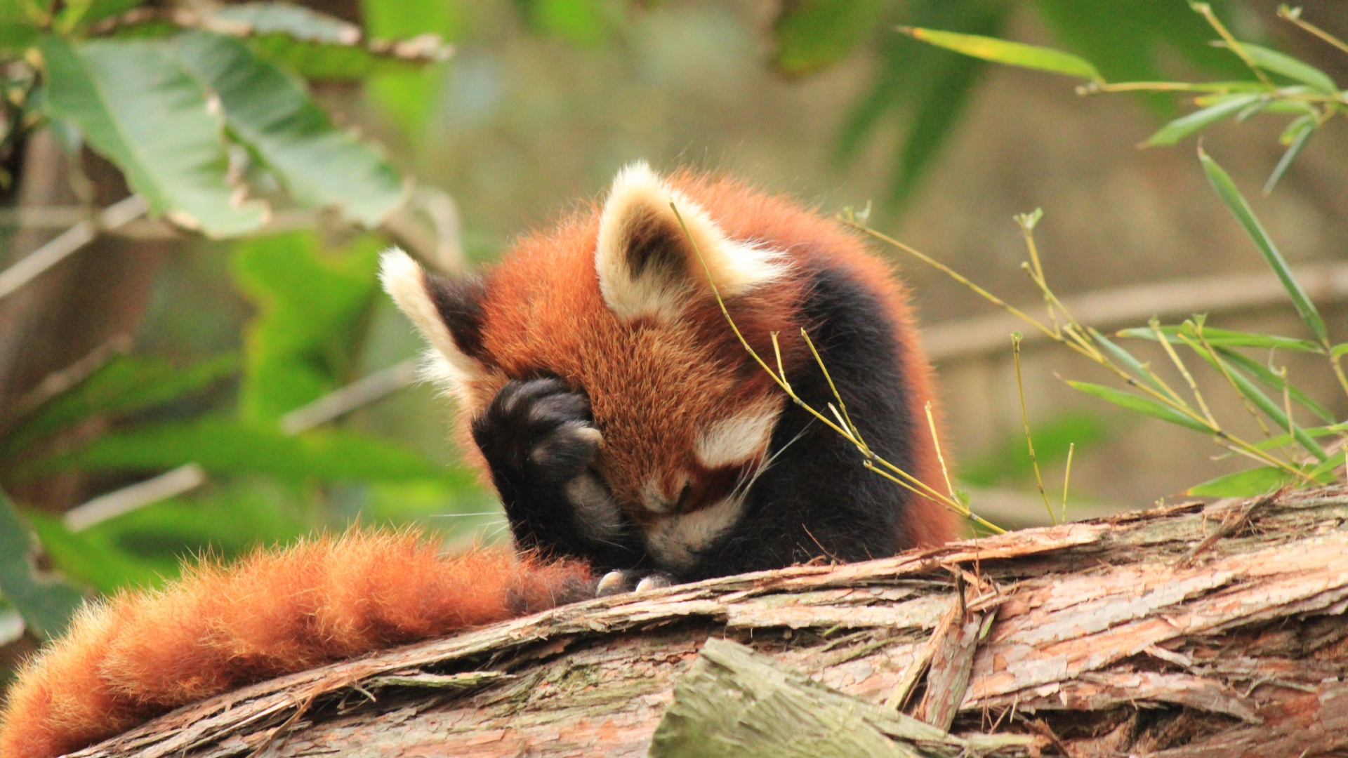 Красная панда положила лапку себе на голову