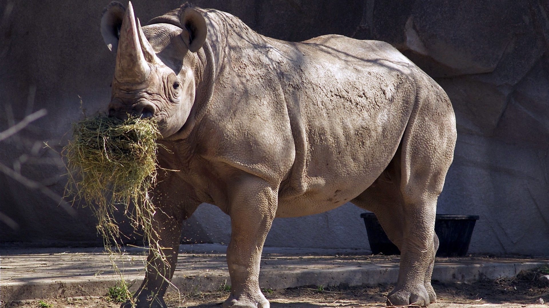 Носорог ест сено