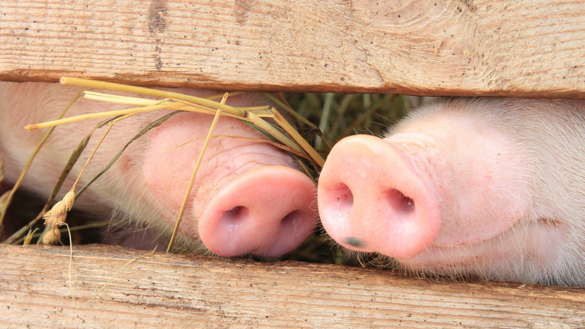 Носики двух поросят