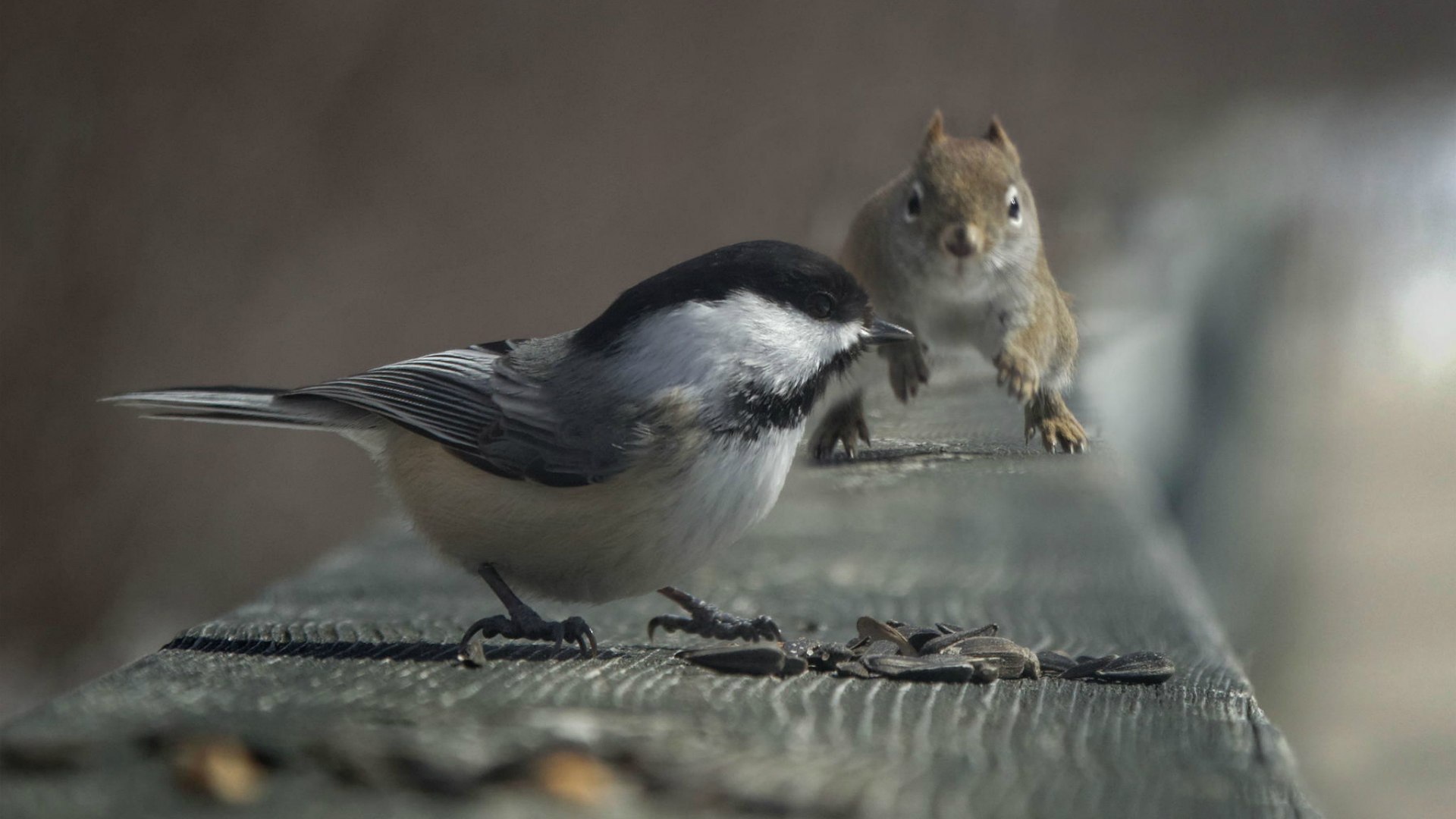 Squirrel and Bird