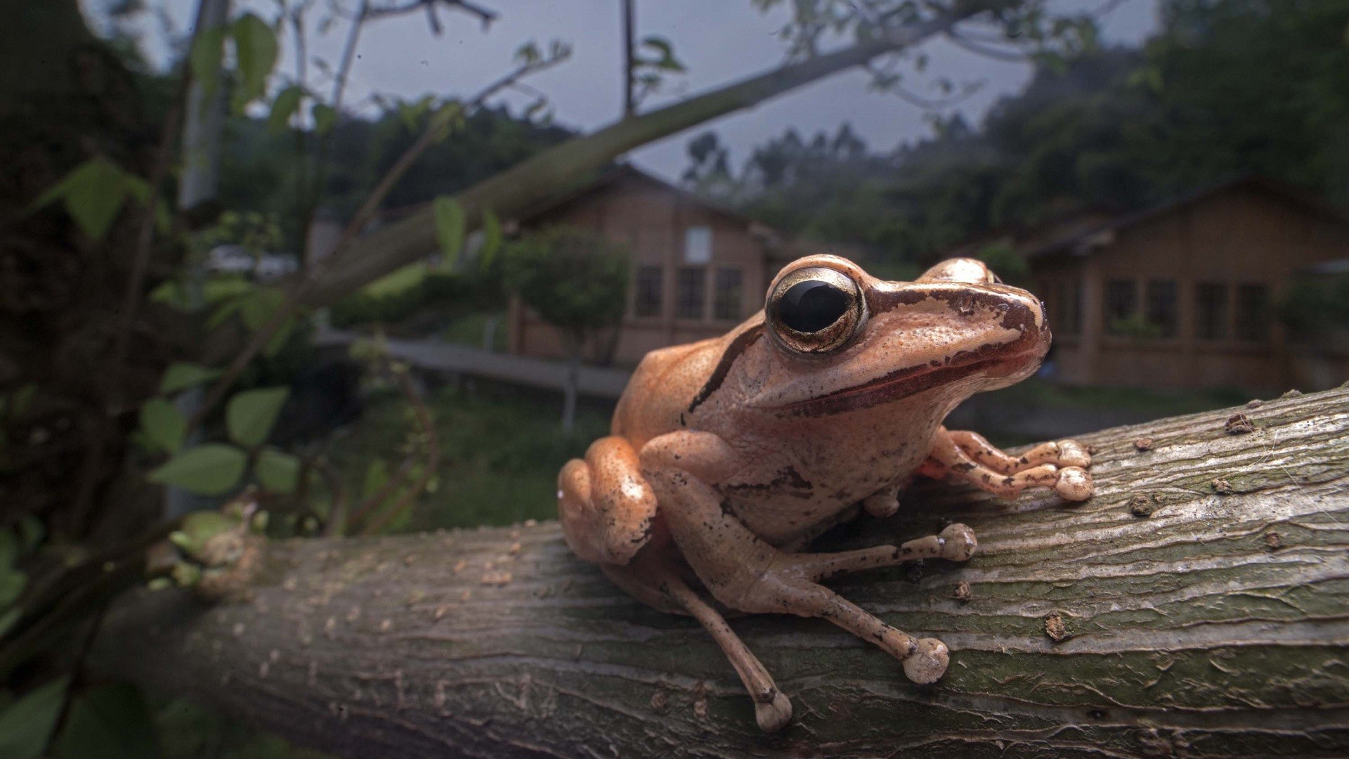Древесная лягушка сидит на дереве