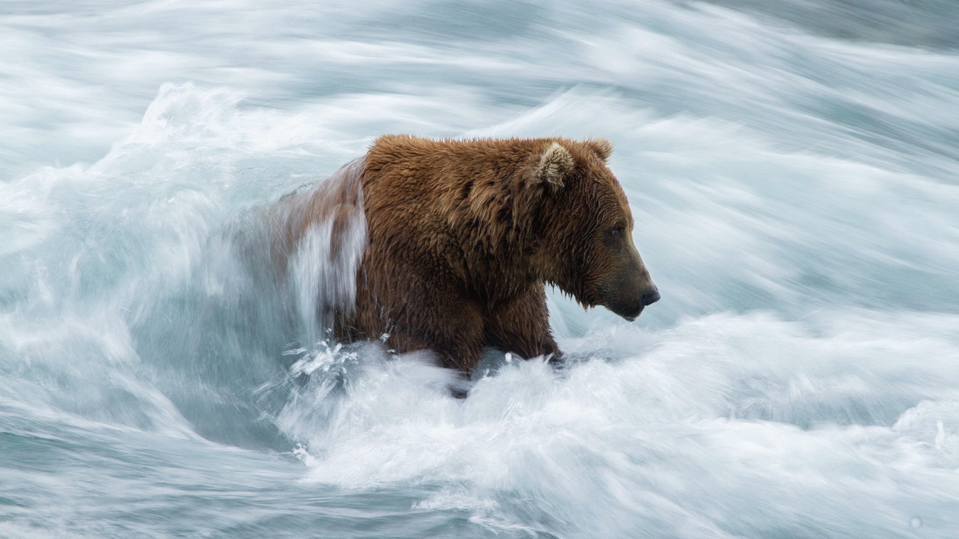 Бурый медведь в бурном потоке