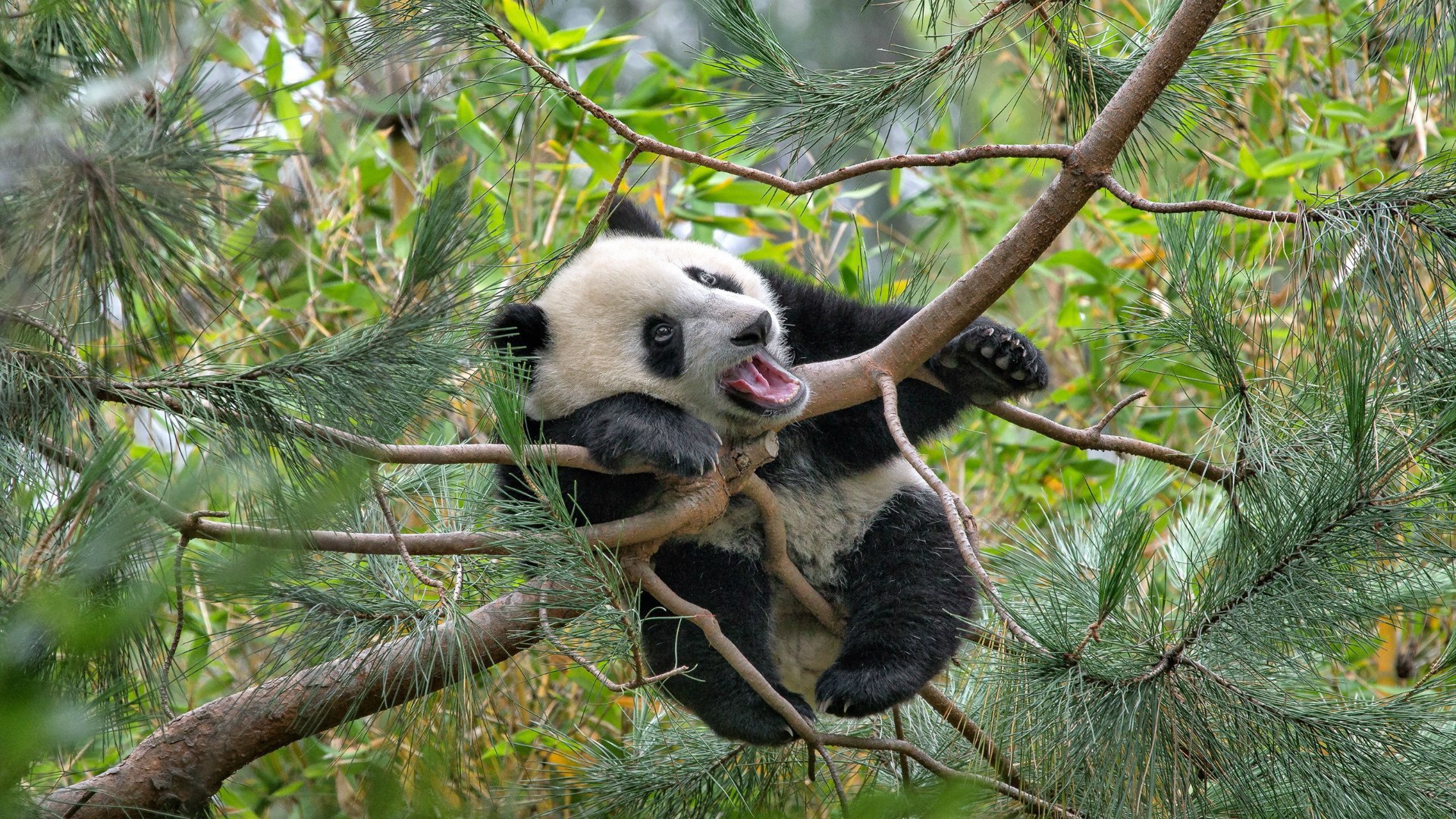 Панда на еловых ветвях