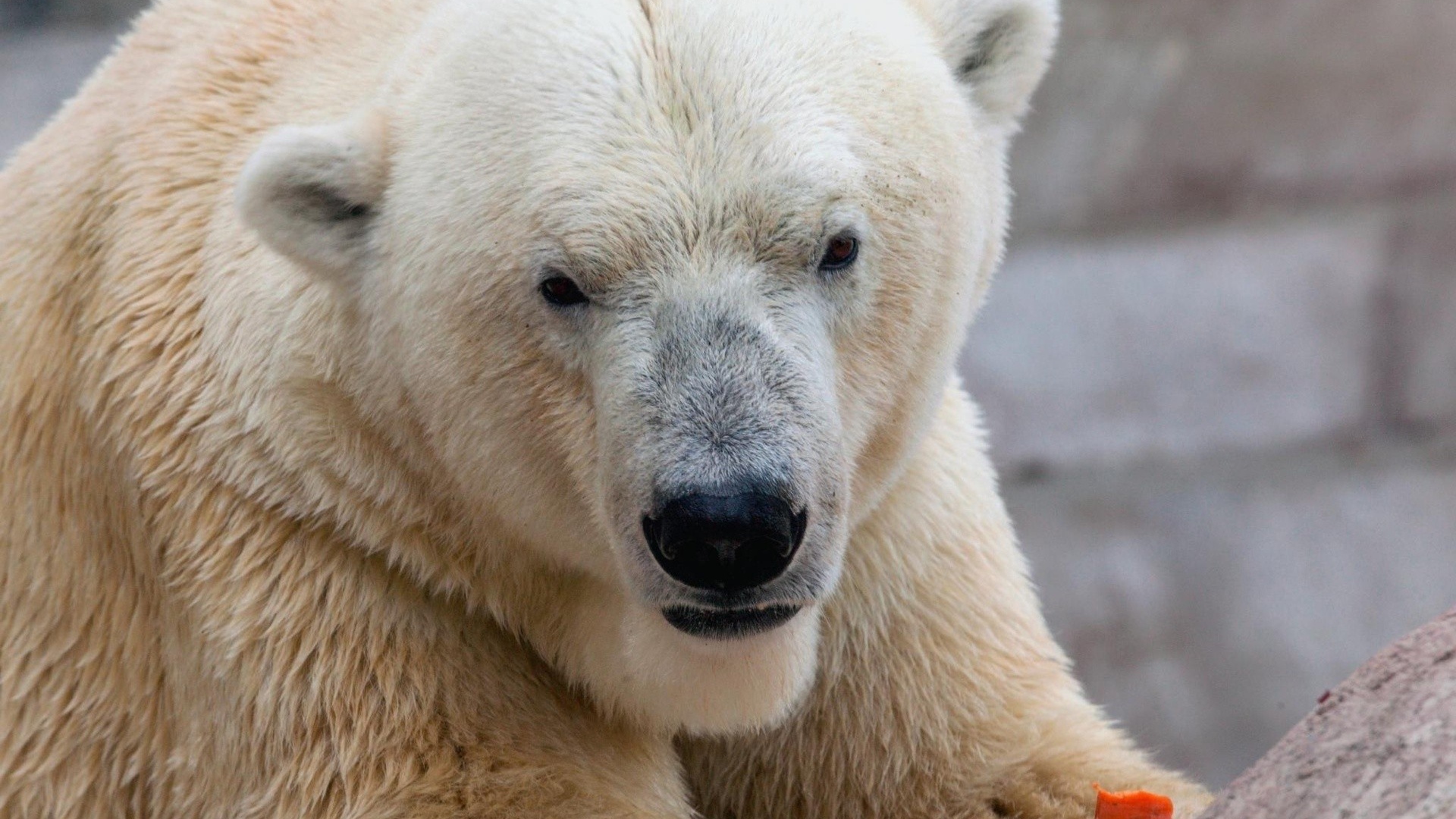 Белый медведь ест морковку
