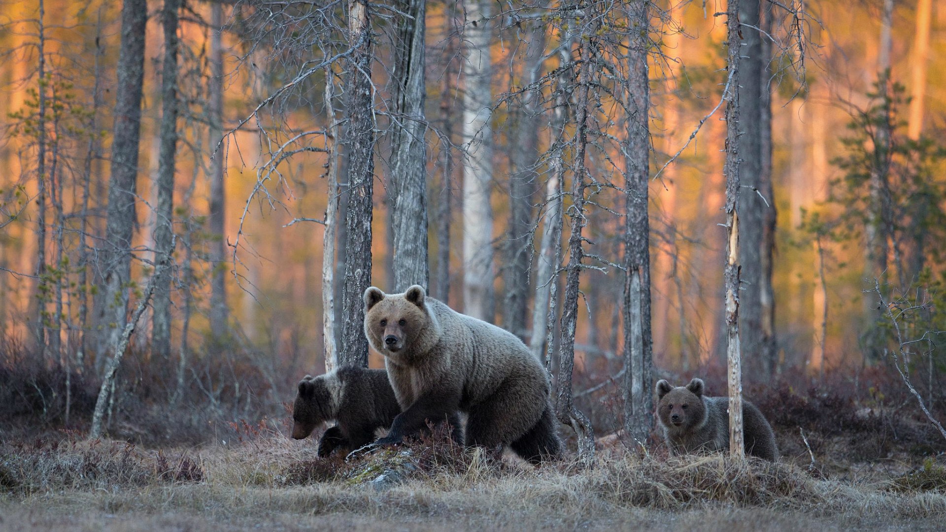 Семья медведей гуляет в лесу