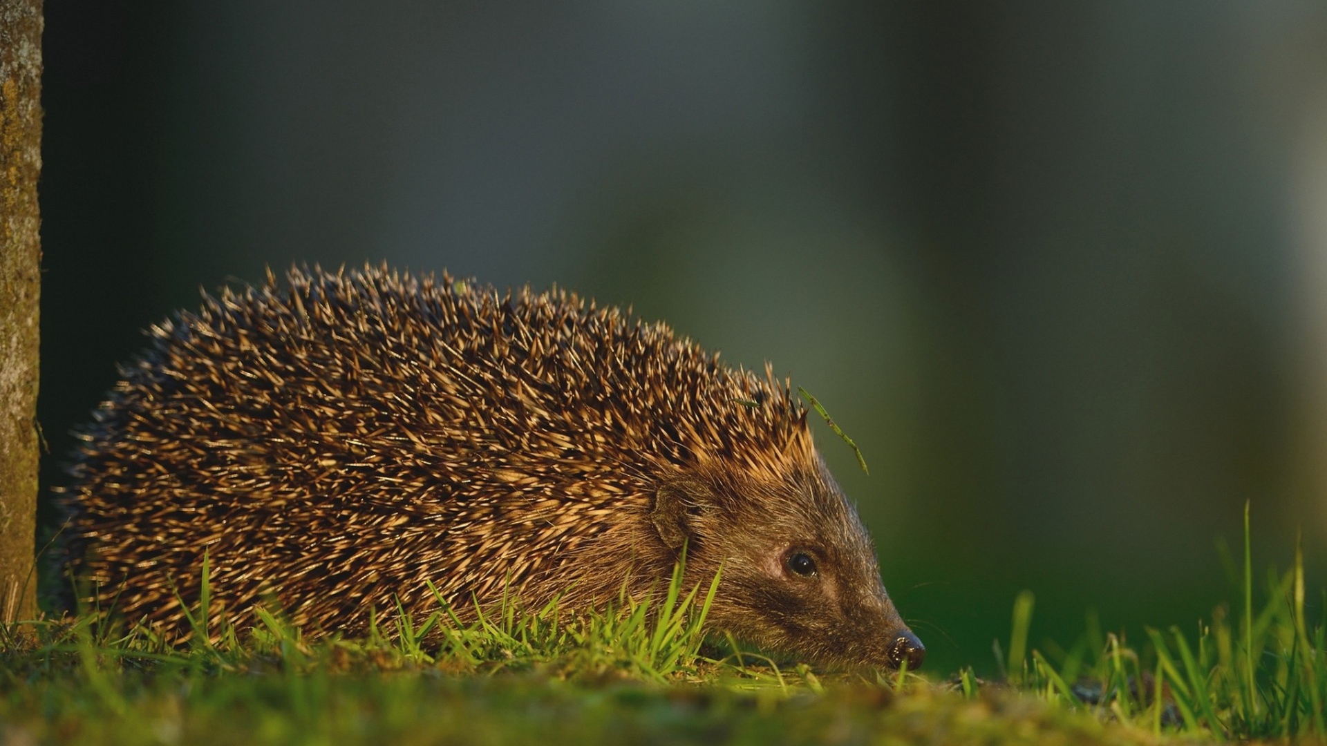 Травинка на иголках ежика