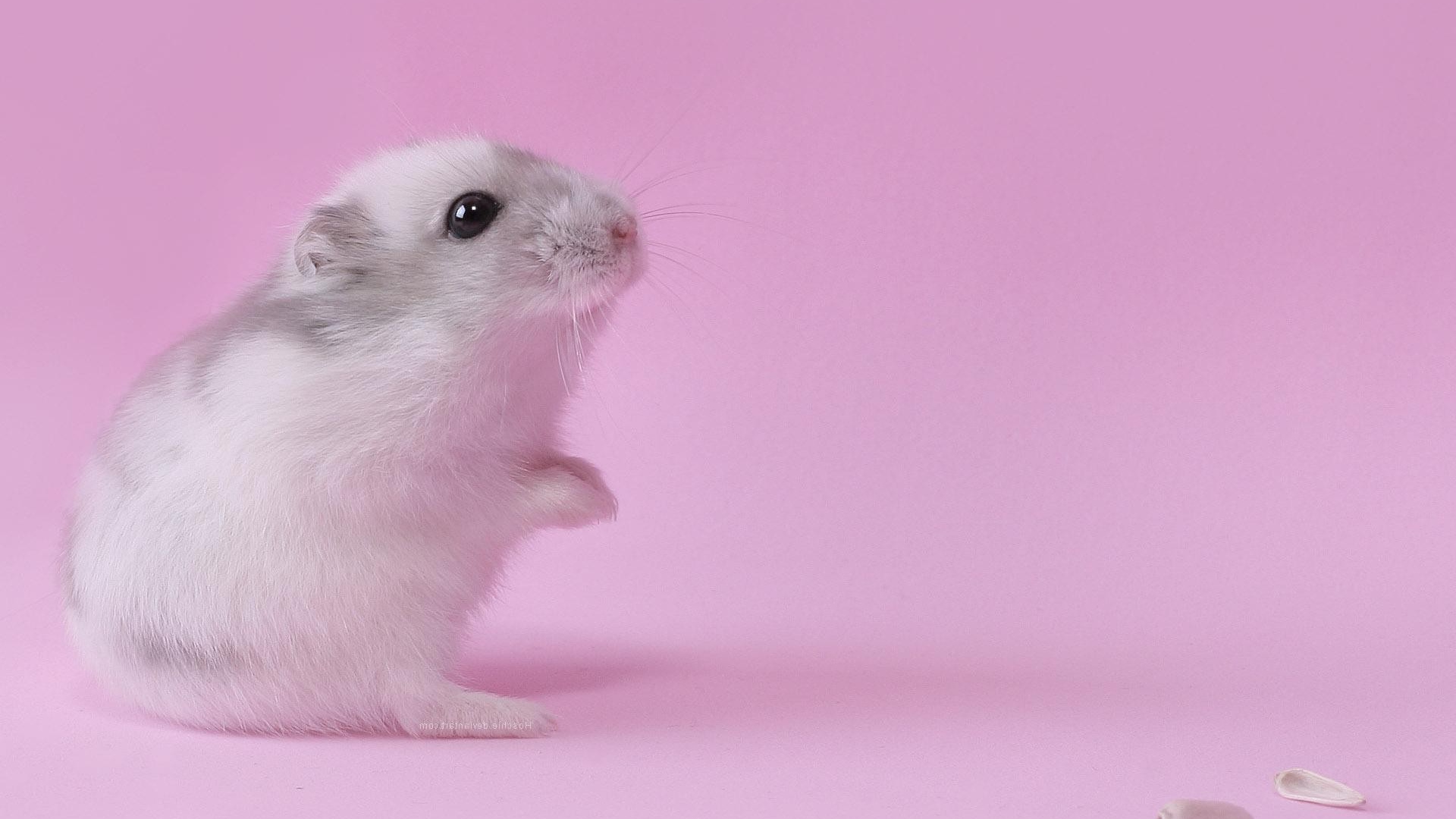 Хомяк на розовом фоне