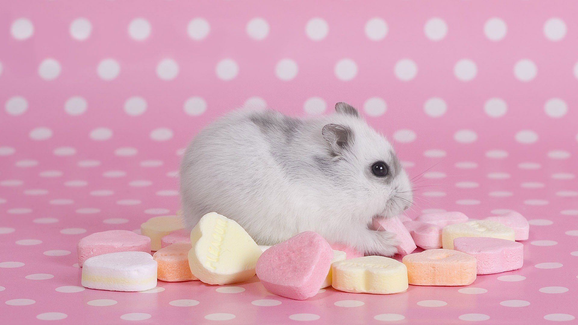 Хомячок со сладостями