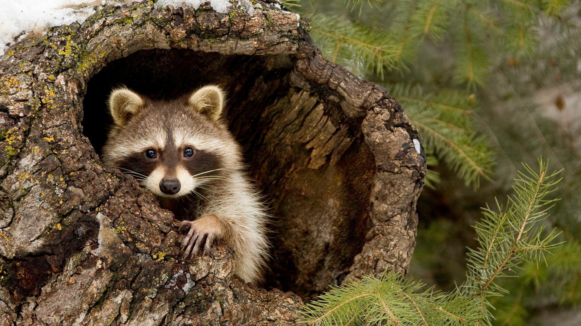 Енот-полоскун прячется в коре дерева