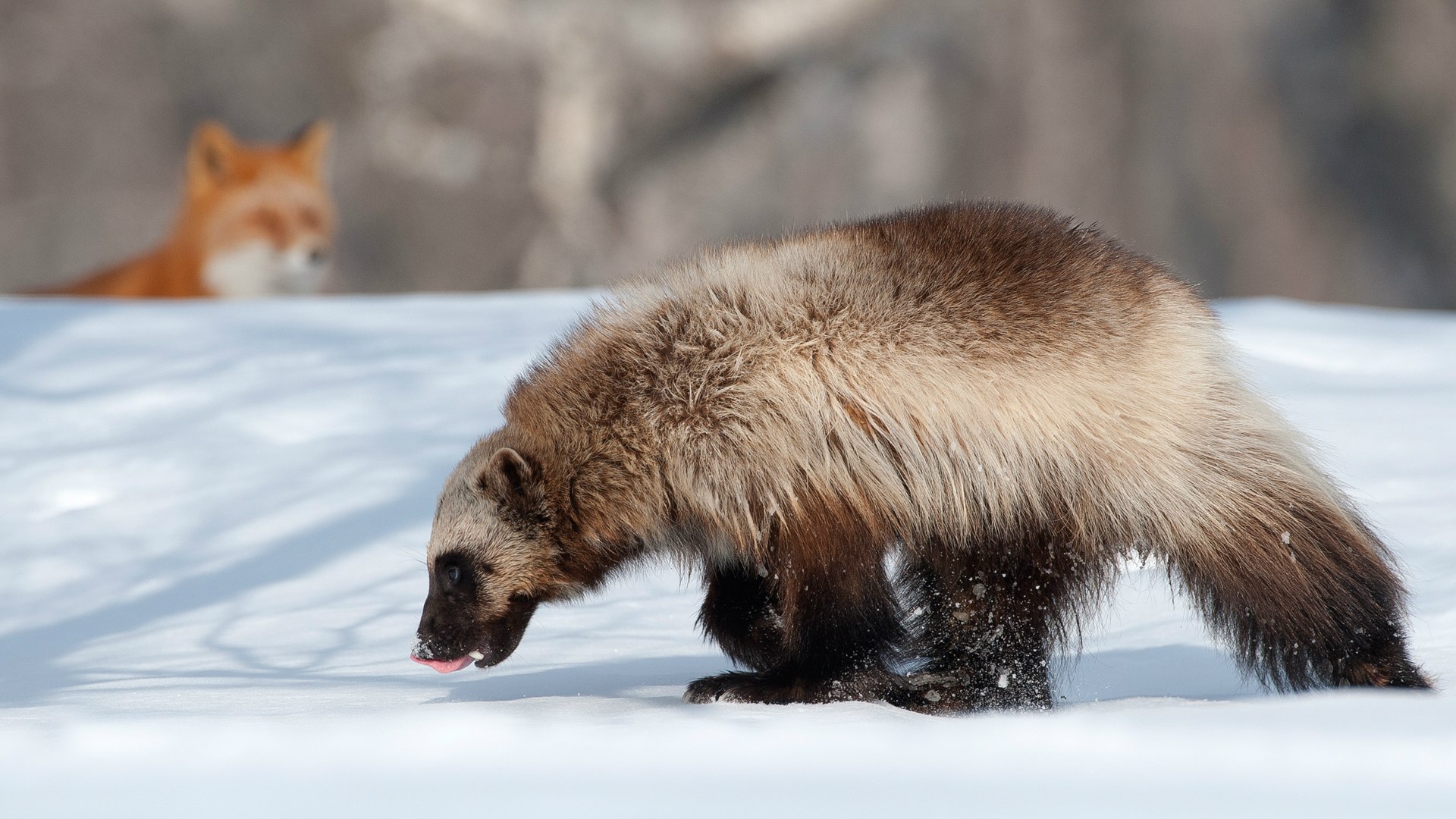 Росомаха и лиса