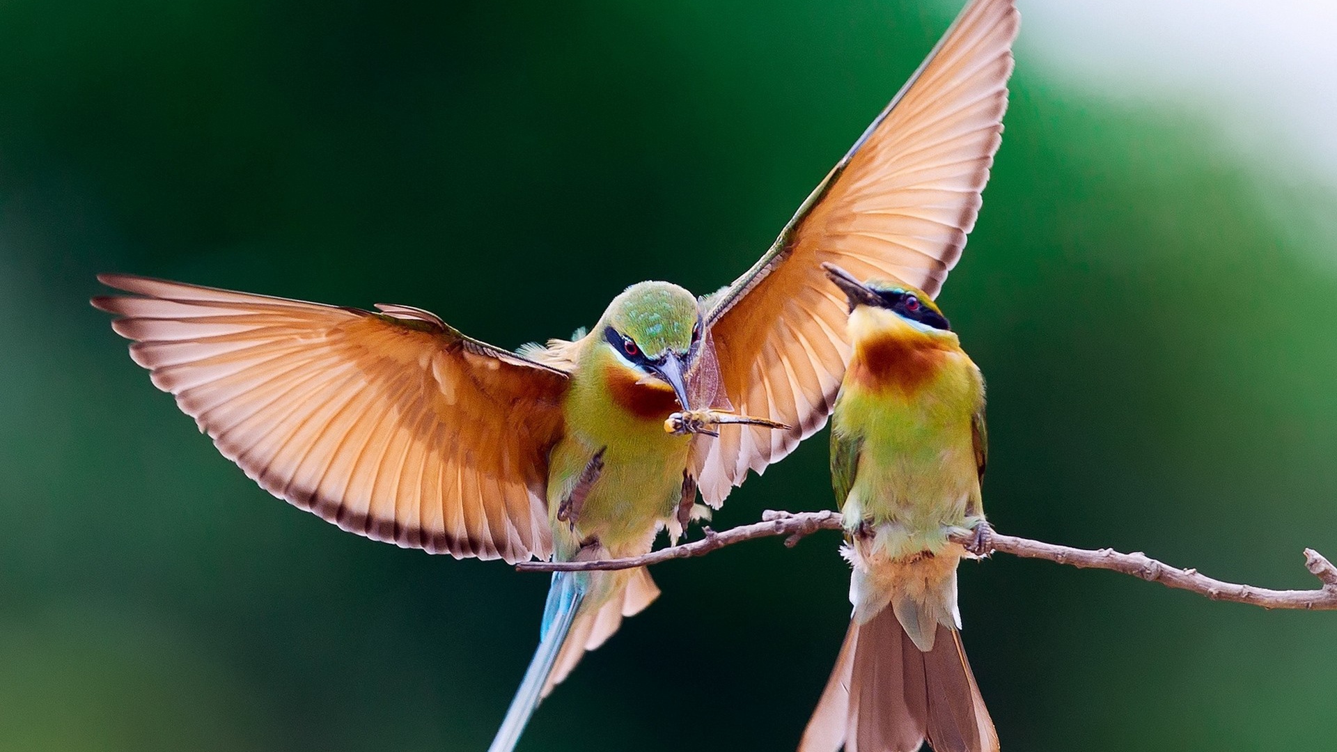 Пара колибри на веточке