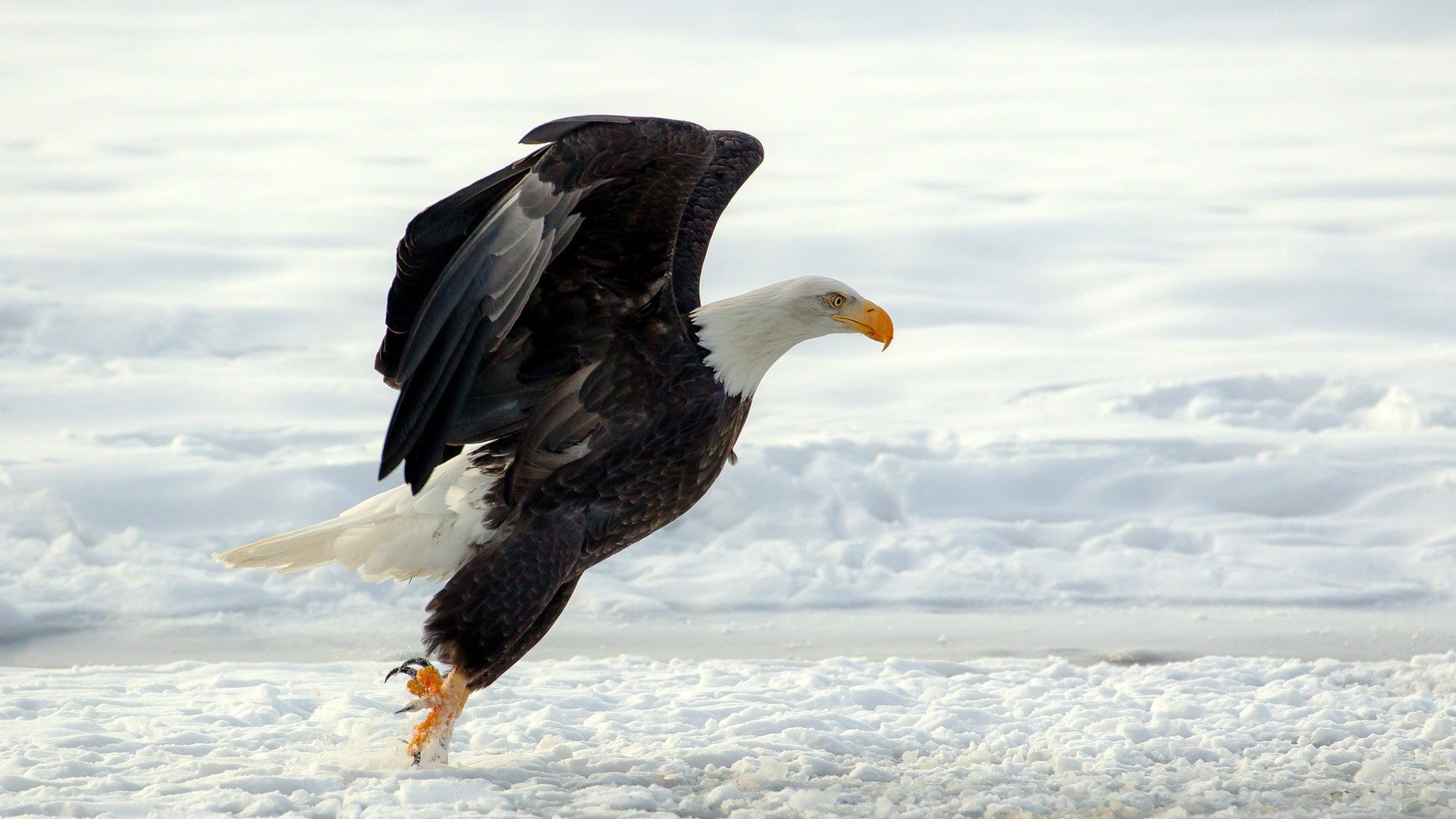 Белоголовый орлан садится на снег