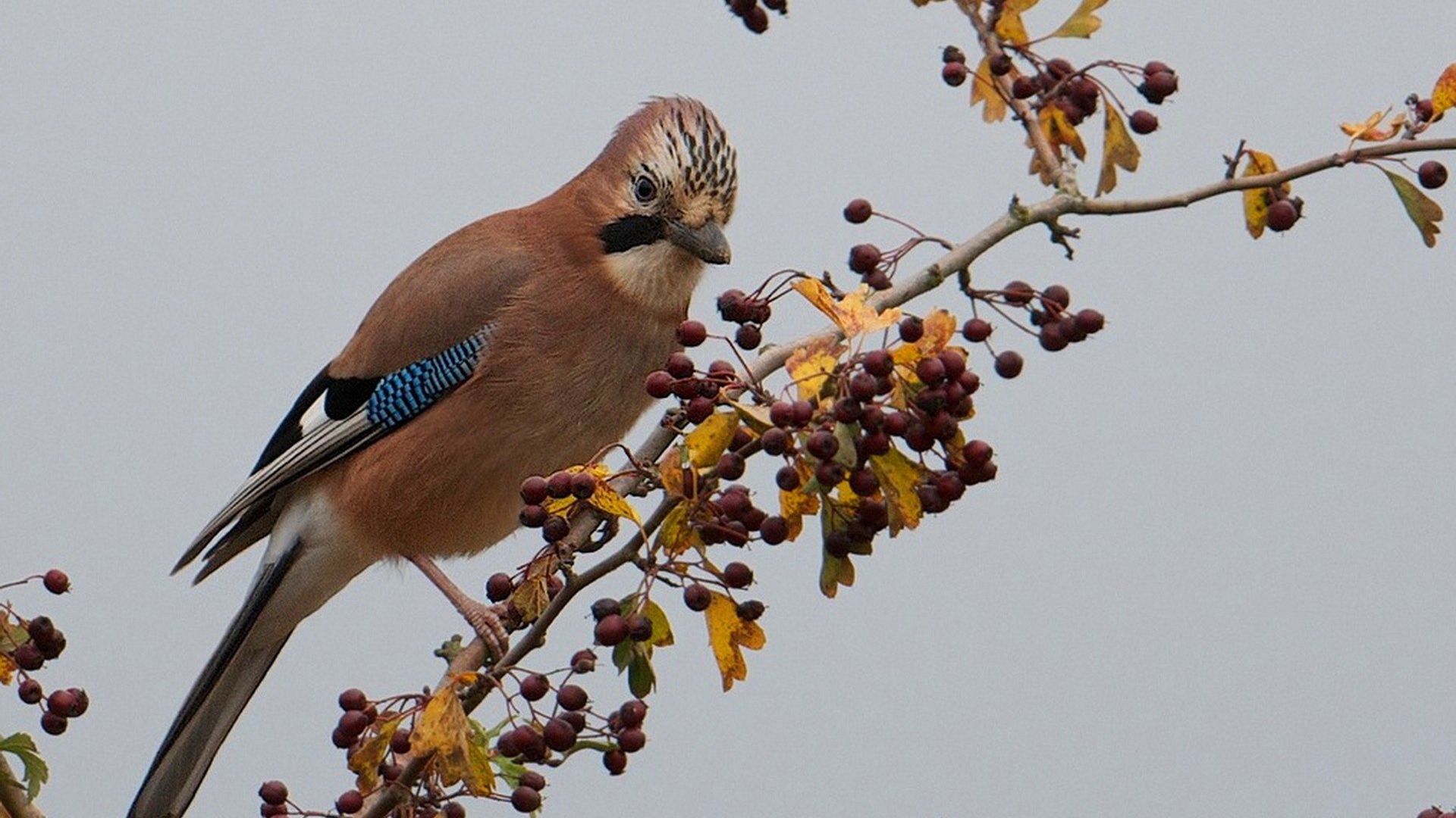 Красивая коричневая птица на ветке с ягодами