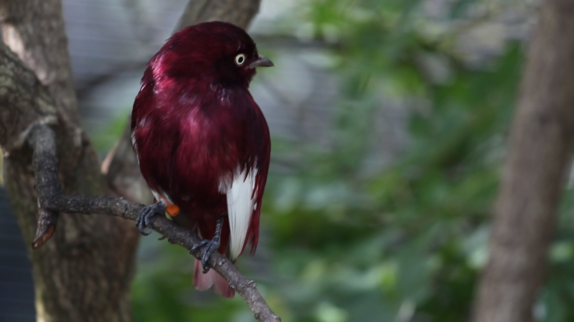 Птица темно коричневого цвета