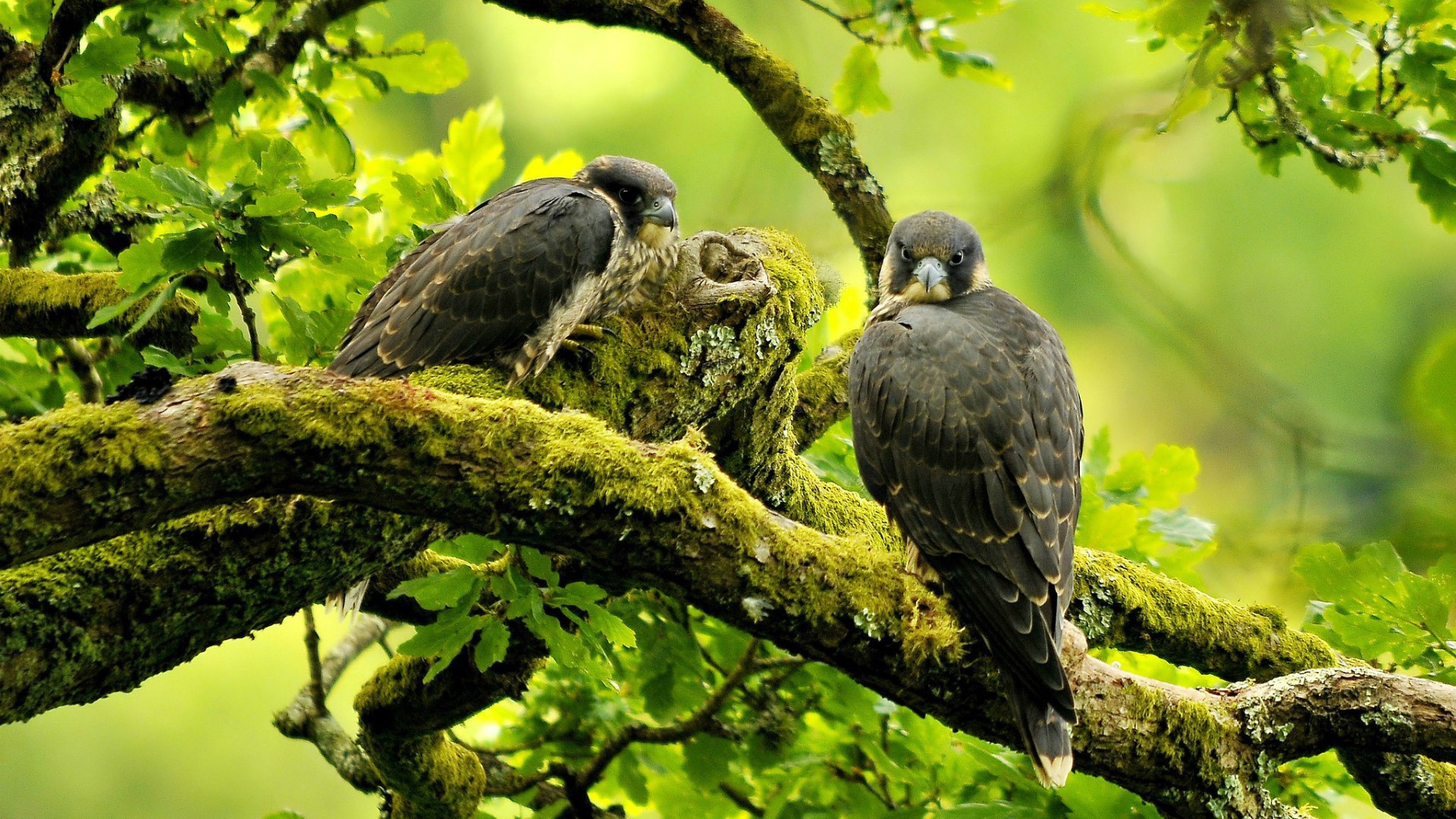 Хищная птица сапсан