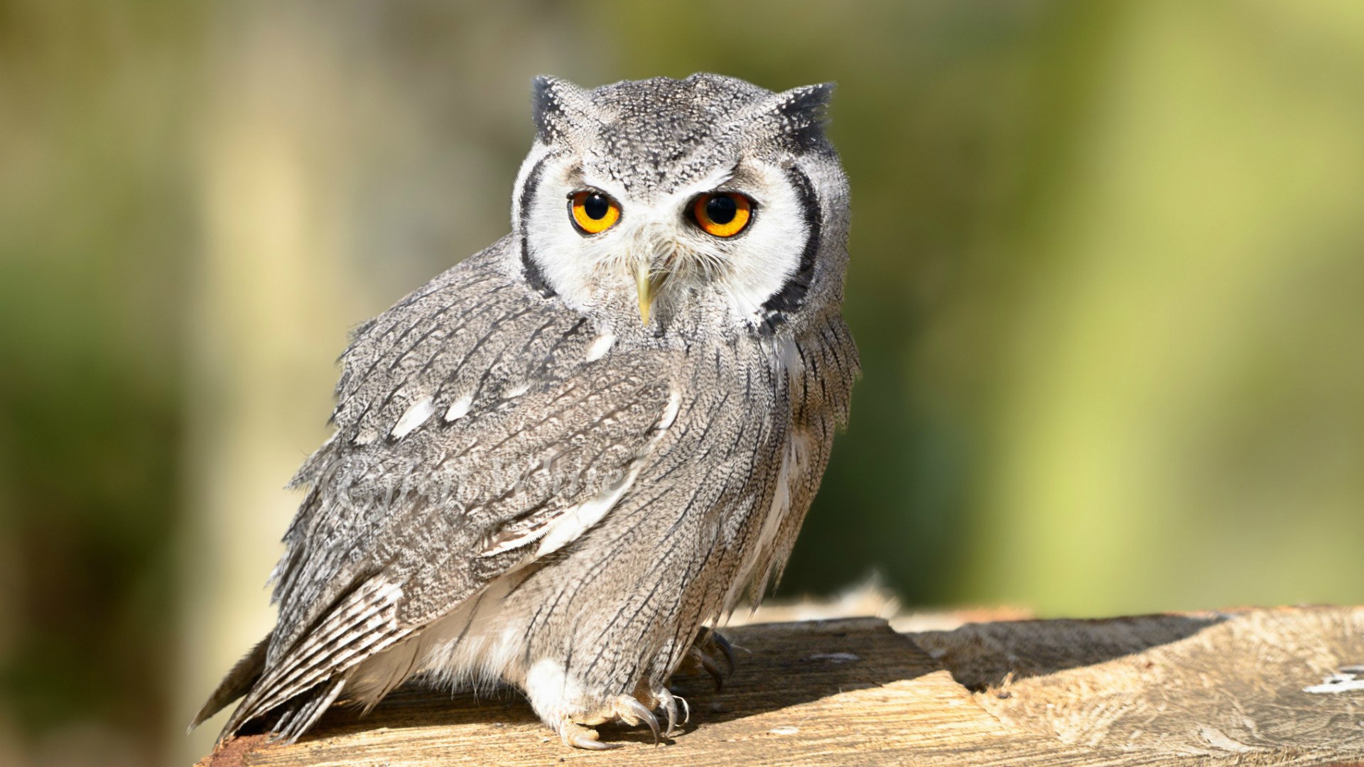 Птица белолицая сова