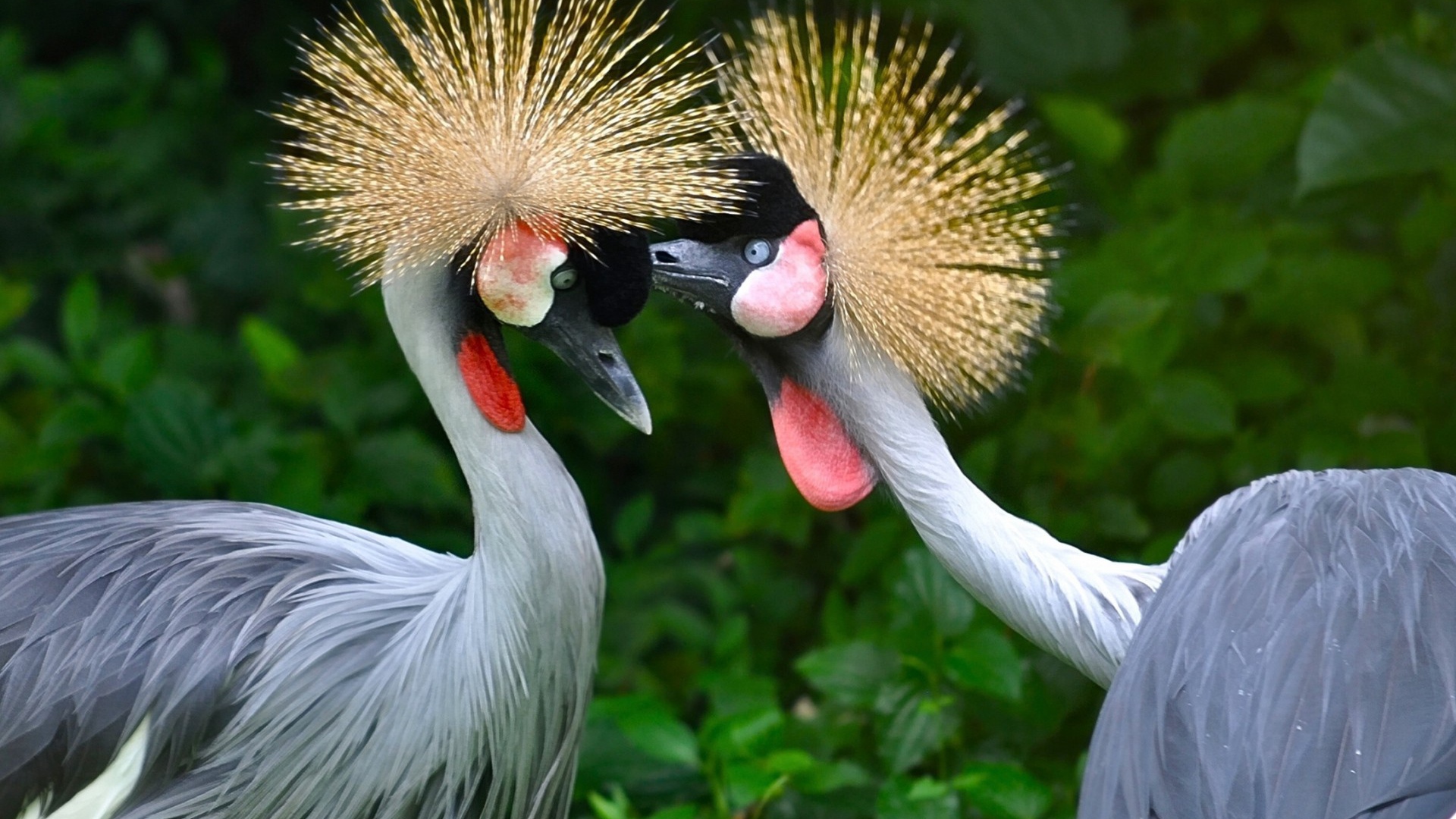 Птицы семейства журавлиных