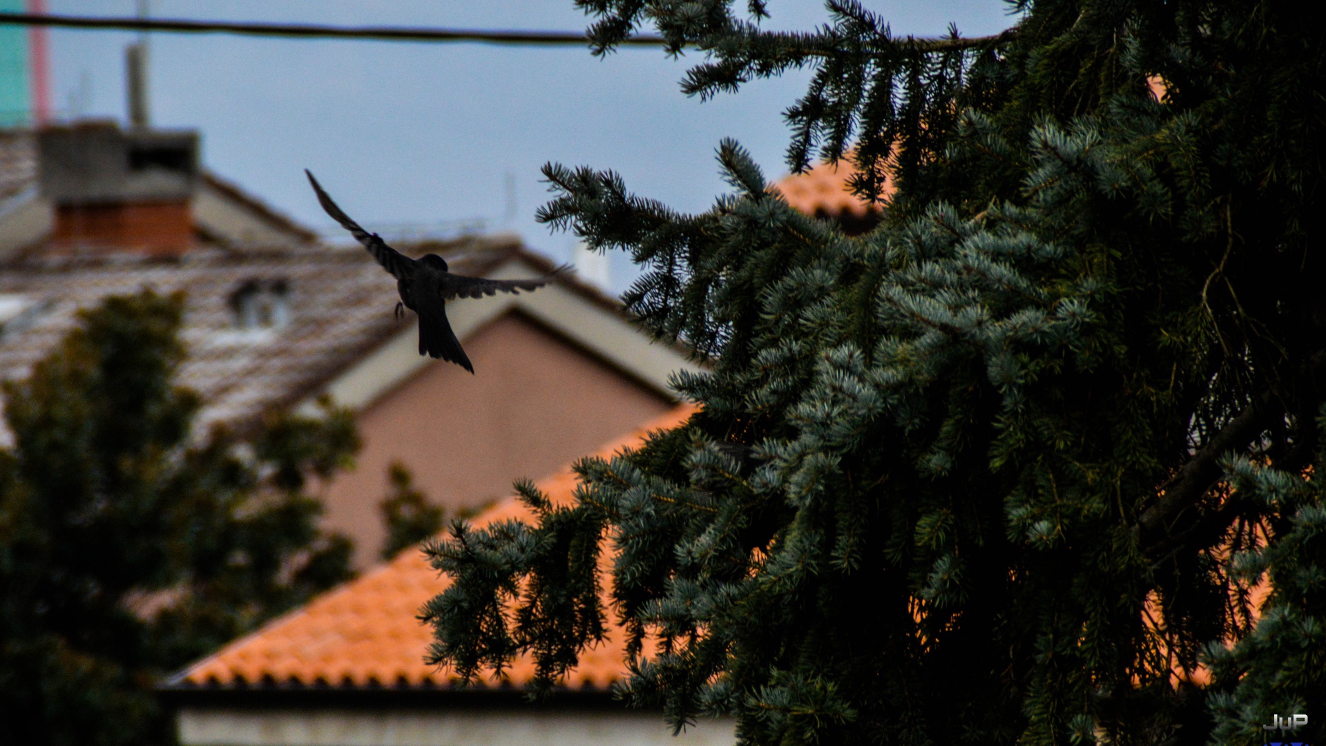 Черная птица в полете