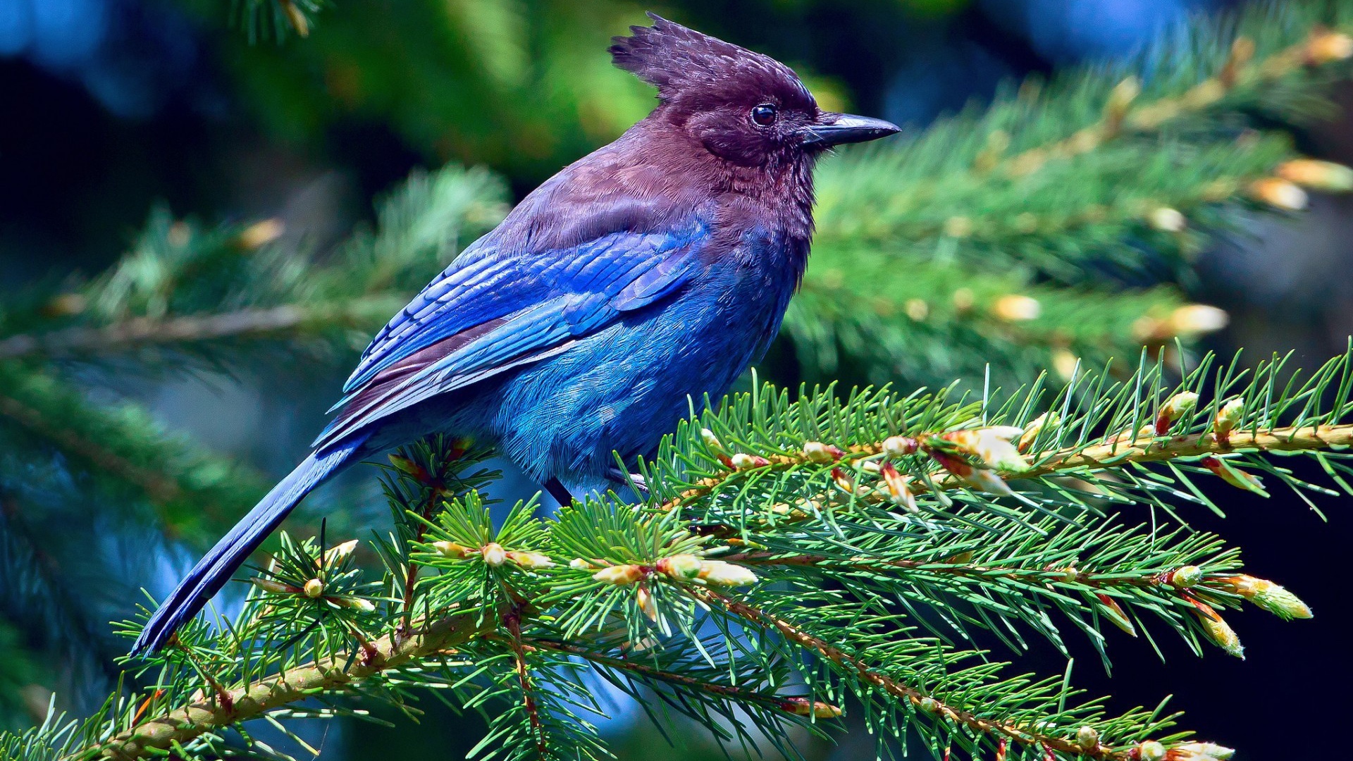 Синяя птица на хвойной ветке