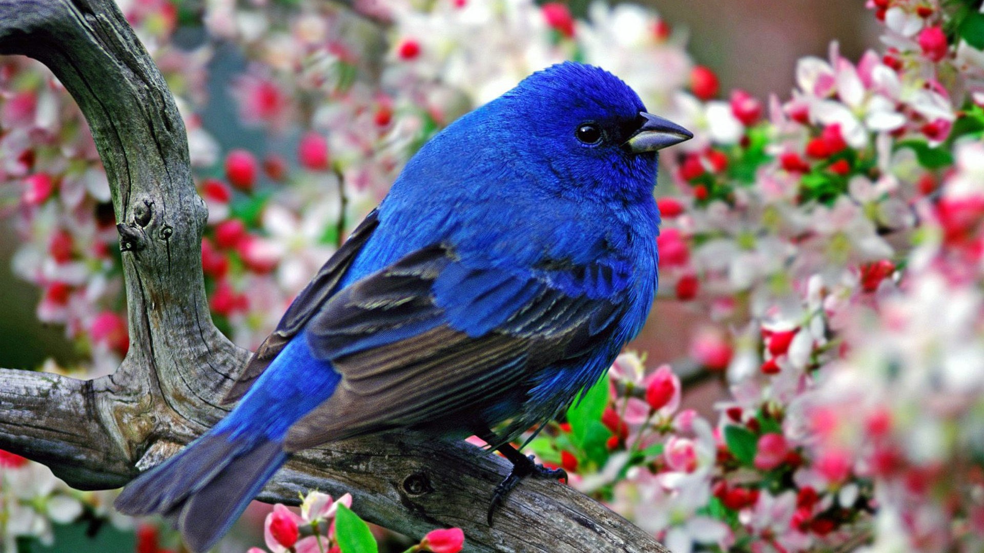 Синяя птица с черными крыльями