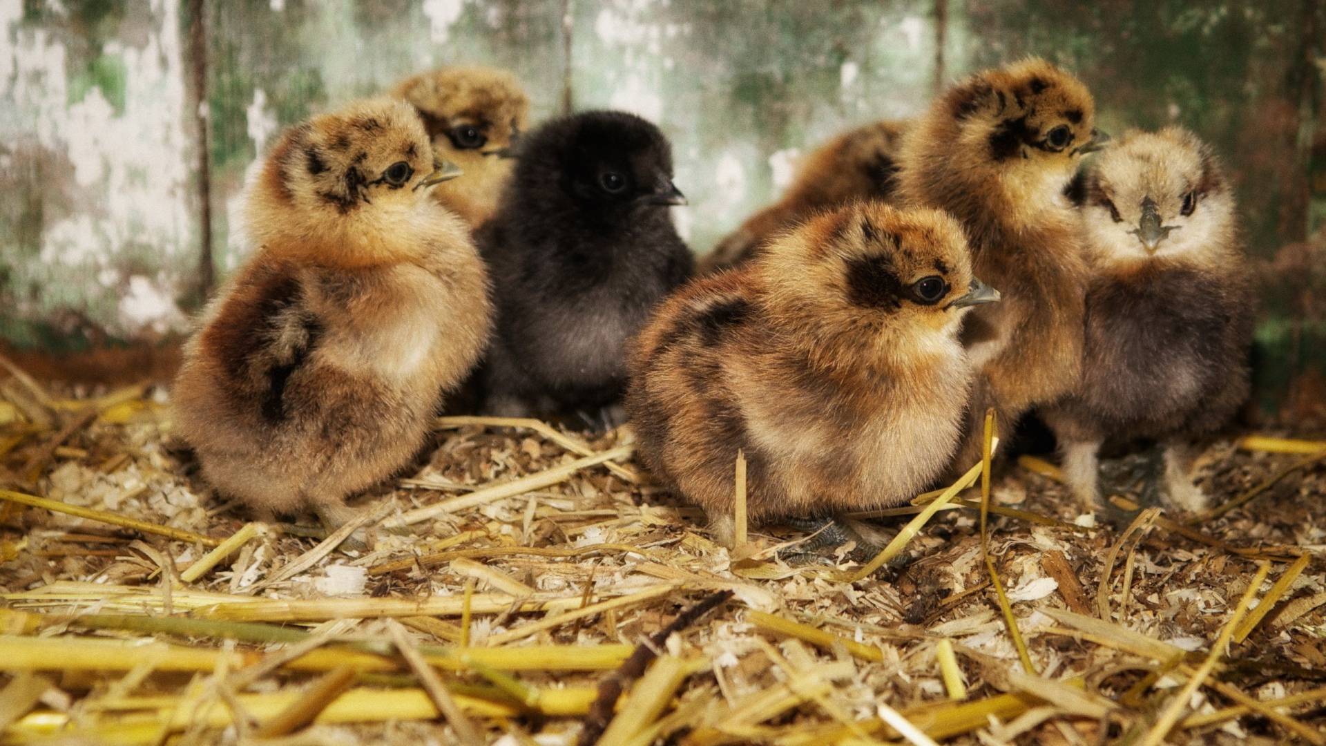 Птенцы на древесных опилках