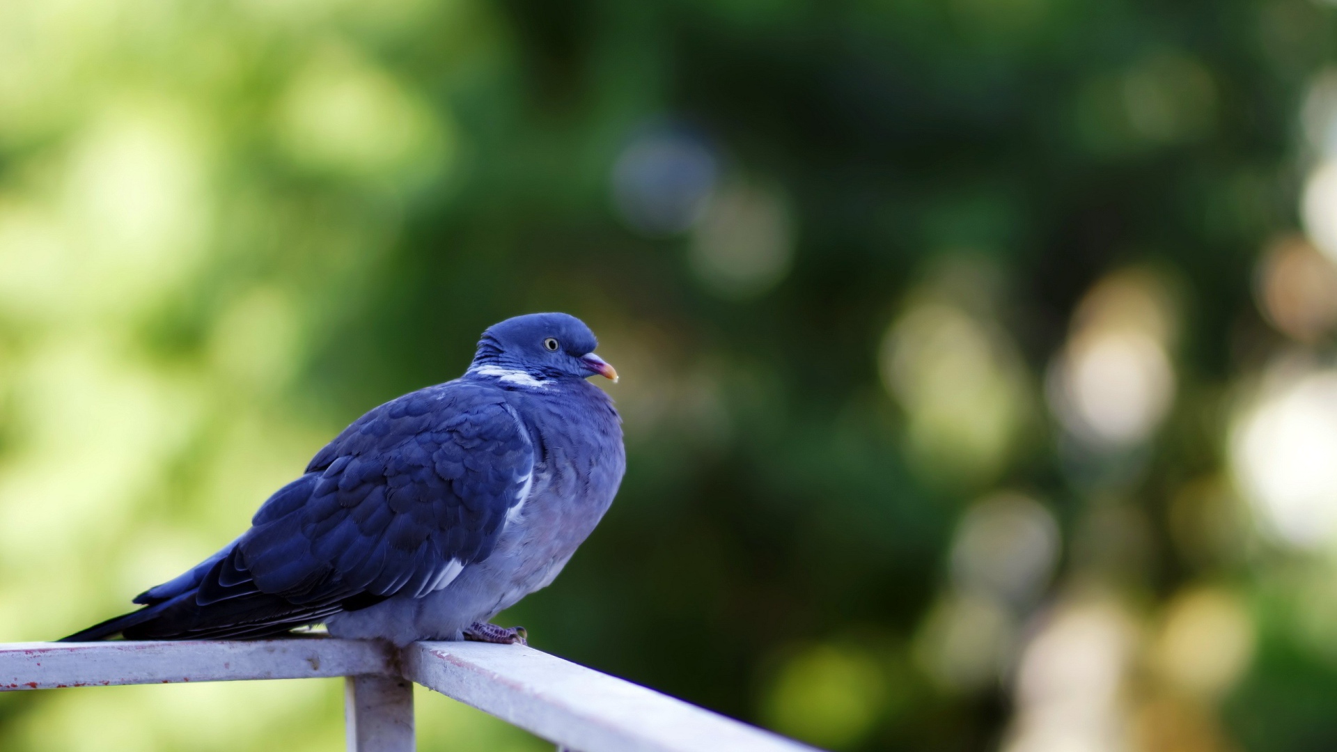 Голубь сидит на перилах