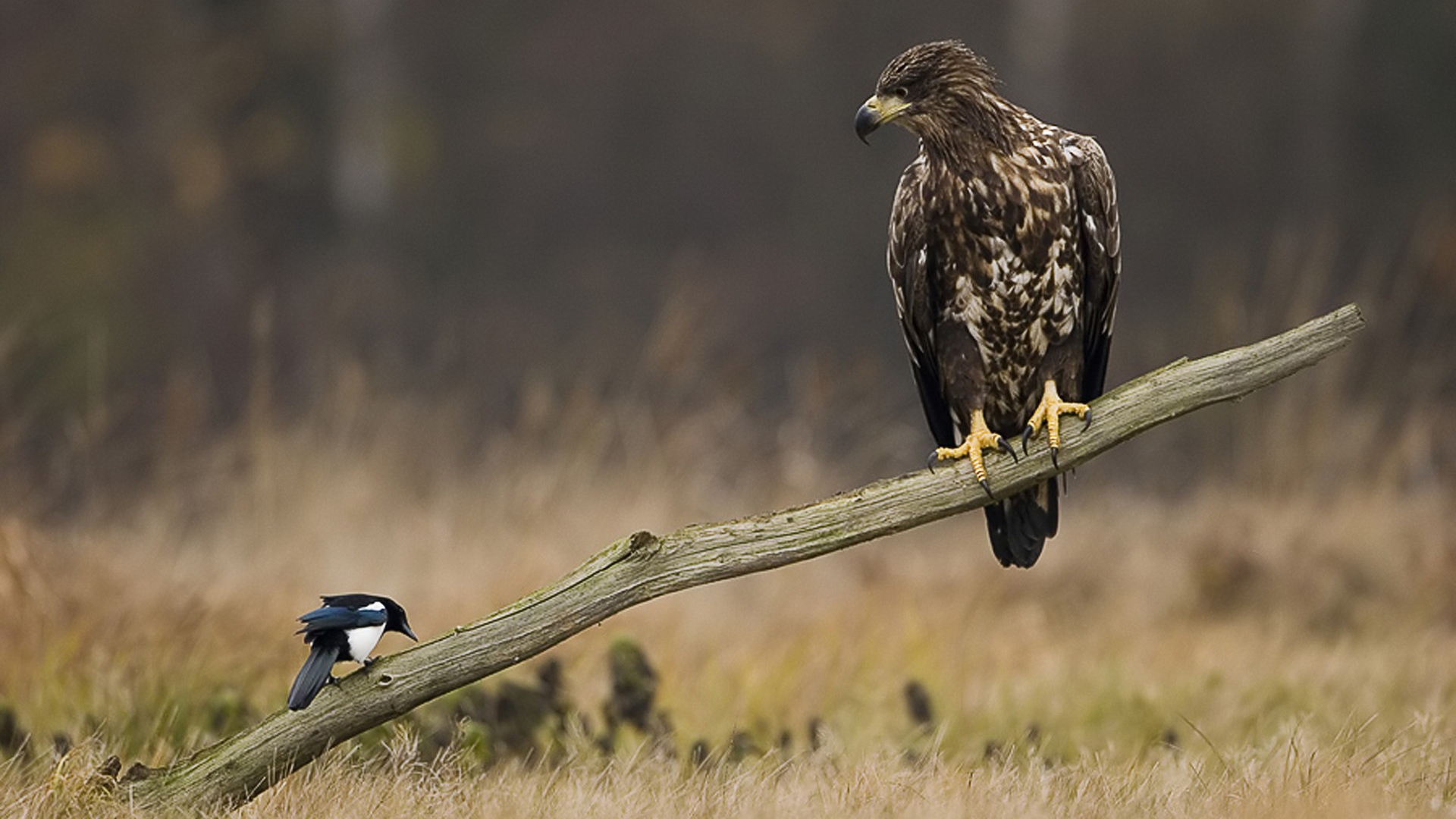 Орел и сорока на палке