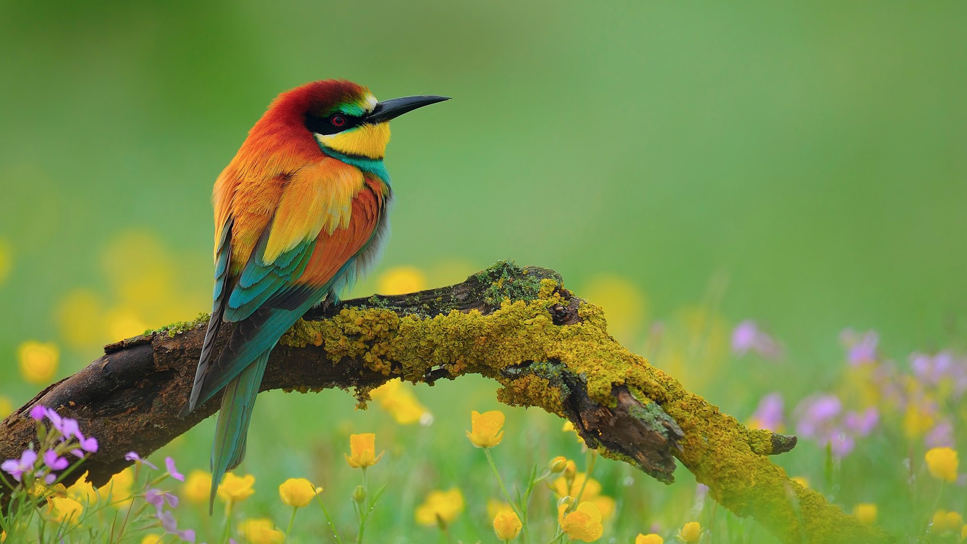 Птица золотистая щурка