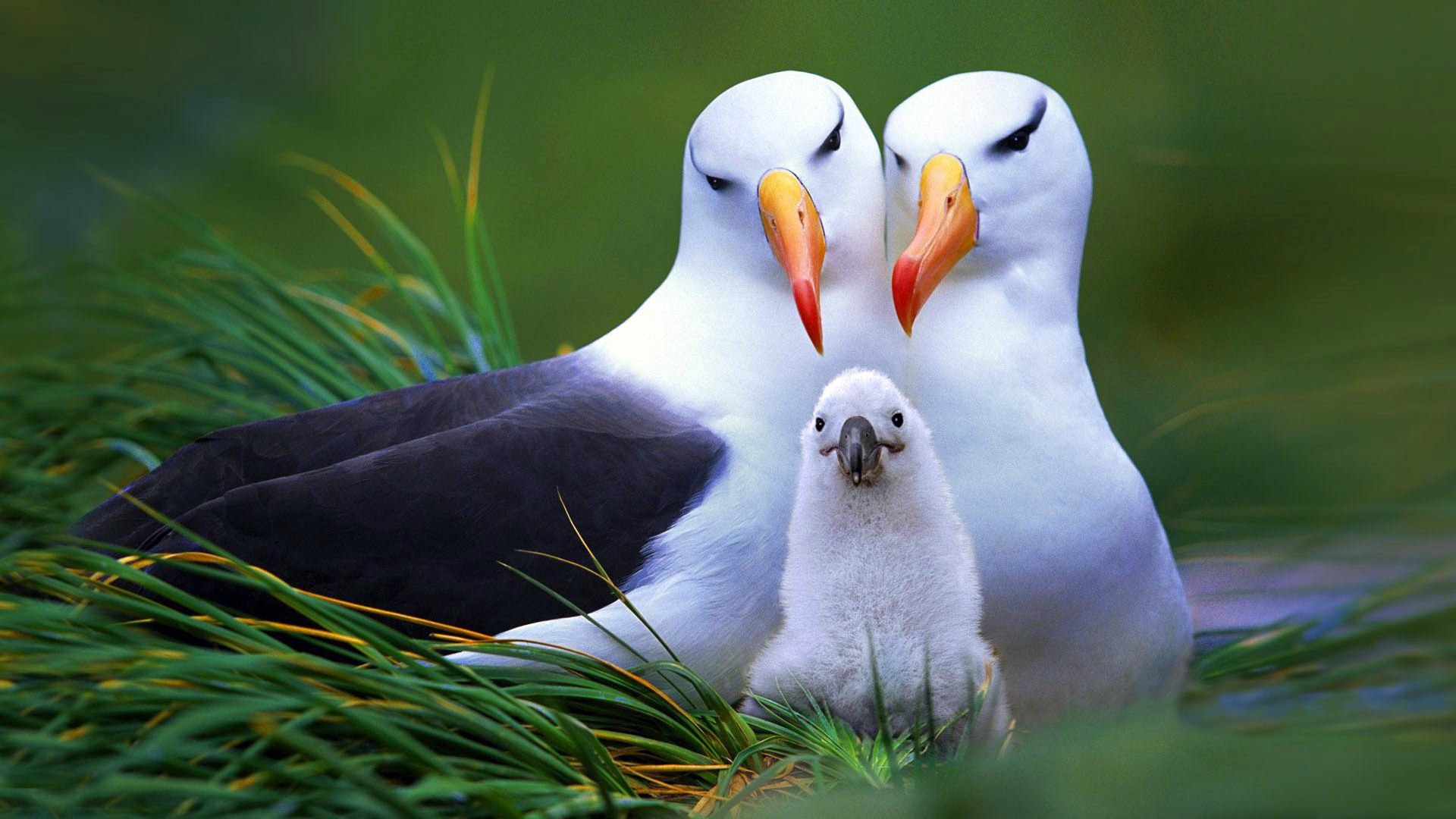 Семья птиц альбатросов