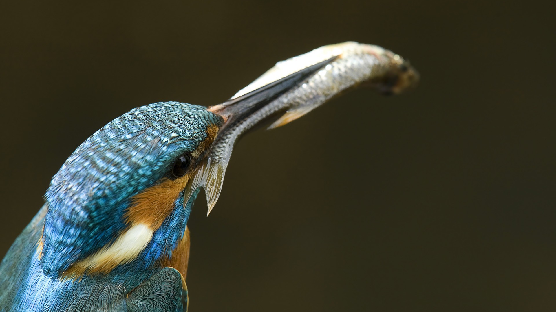 Рыба в клюве зимородка