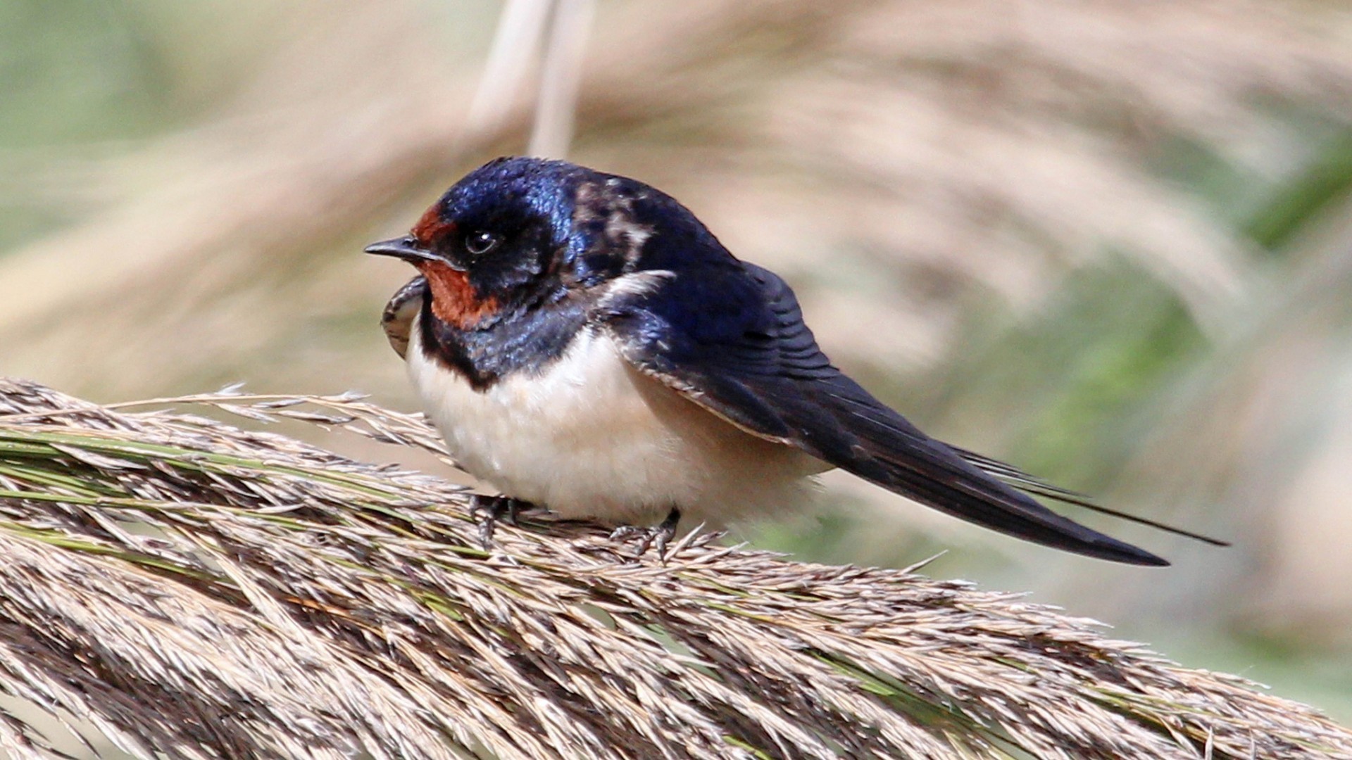 Забавная птица сидит на пучке травы