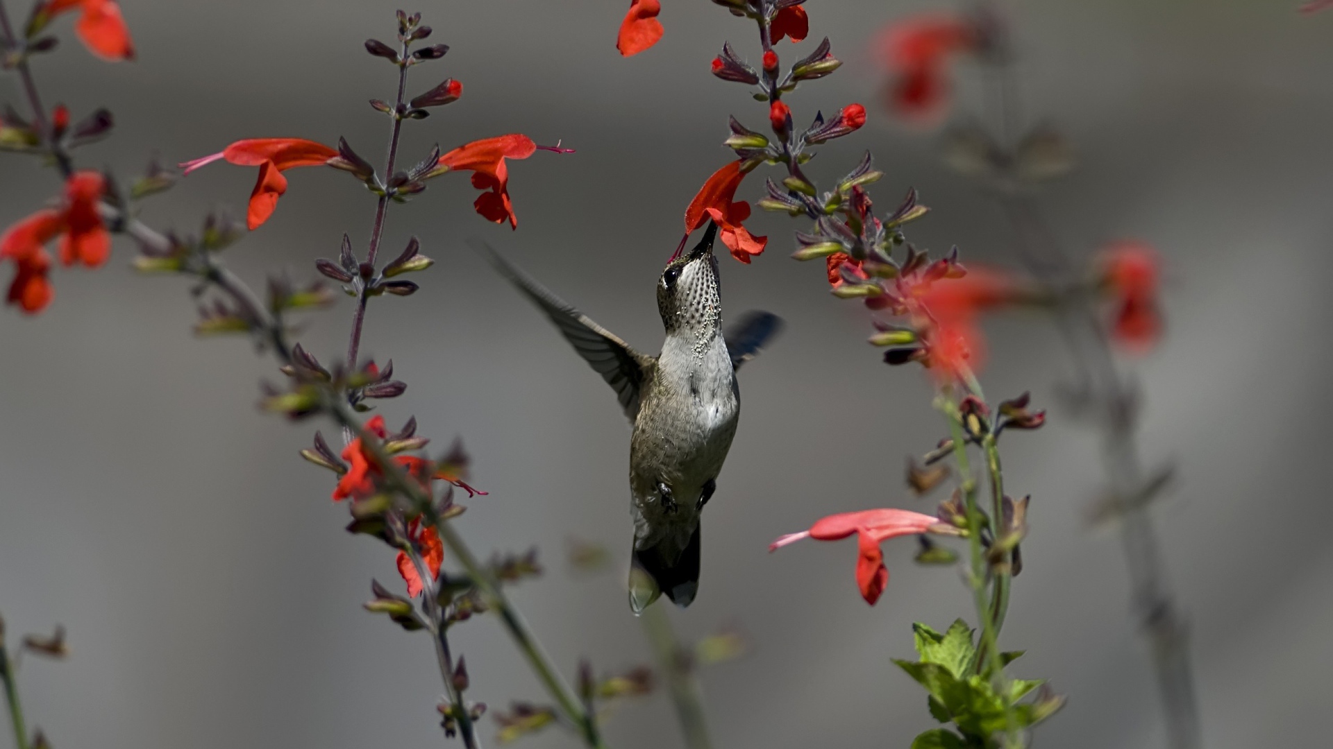 Серая колибри у красного цветка