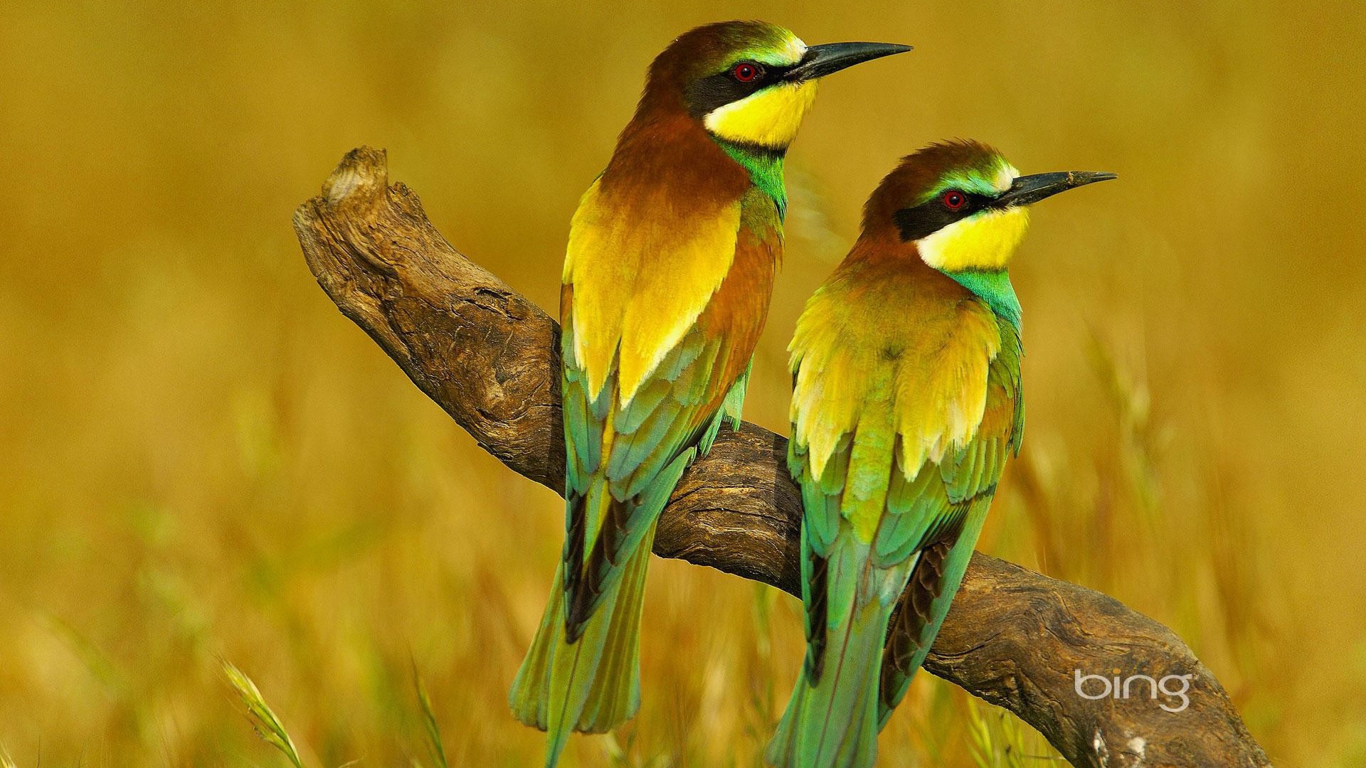 Пара щурков на засохшей коряге