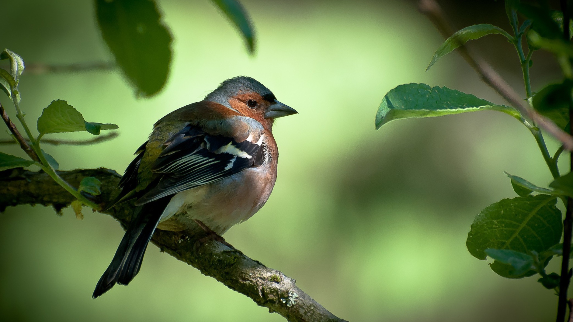 Вьюрок с черными крыльями на ветке дерева