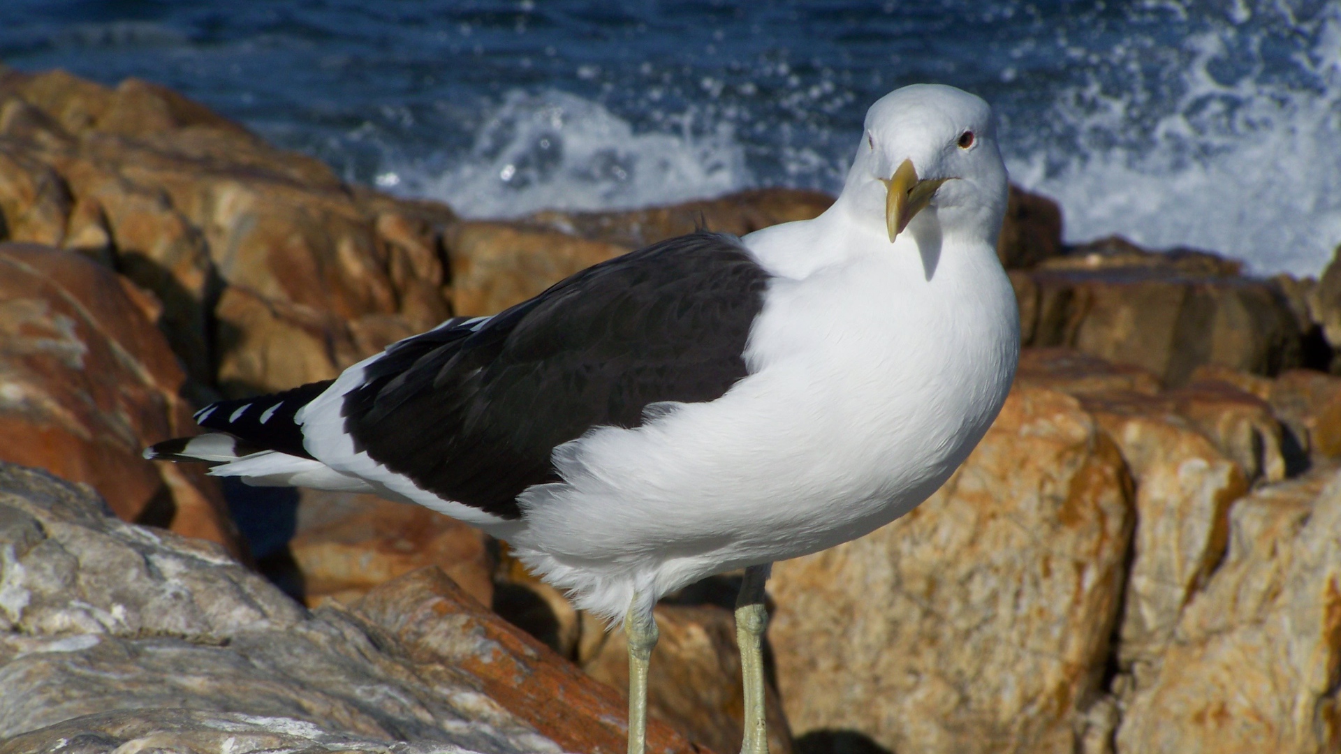 Чайка стоит на скале у моря