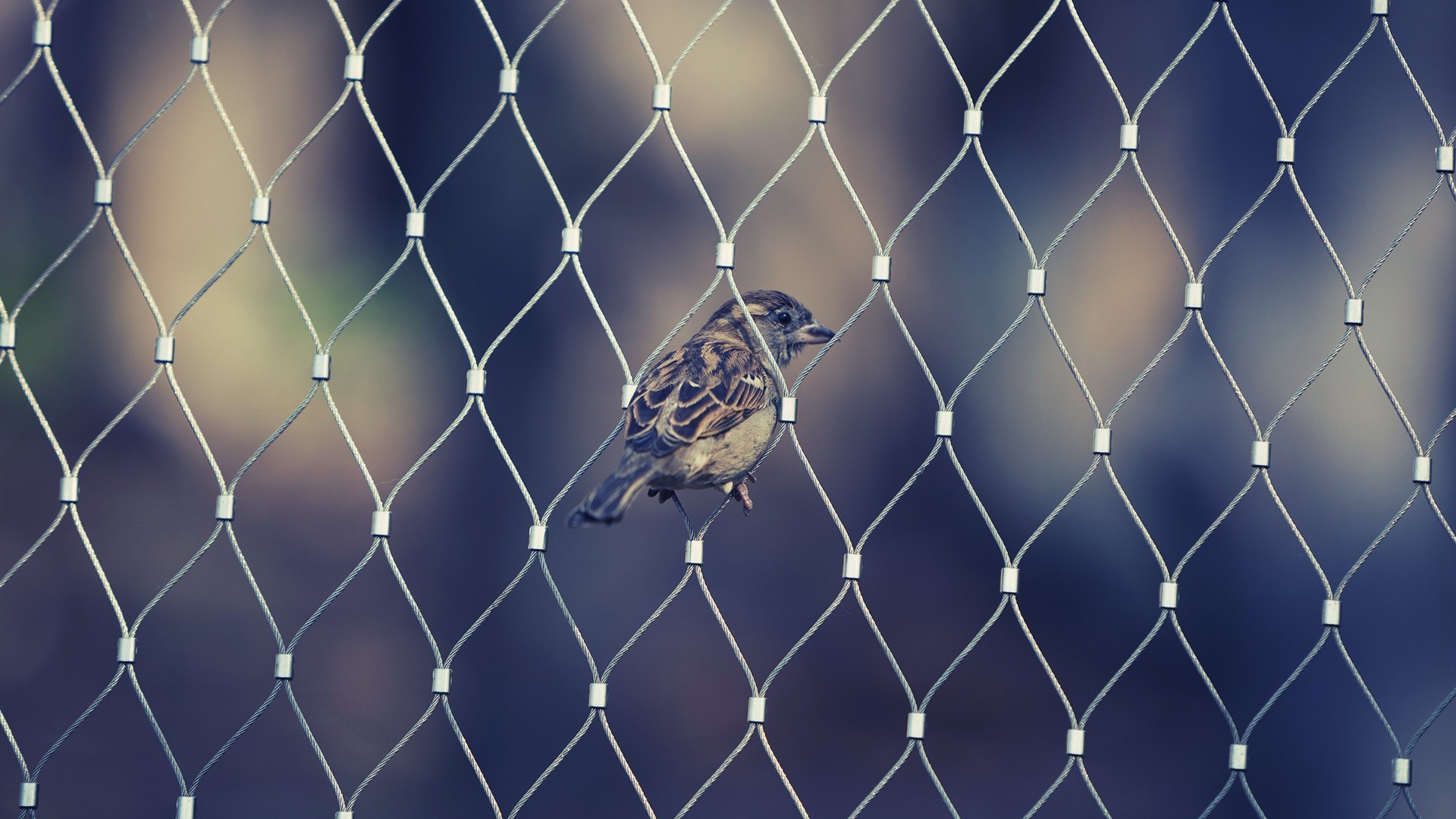 Воробей в ячейке сетчатого забора