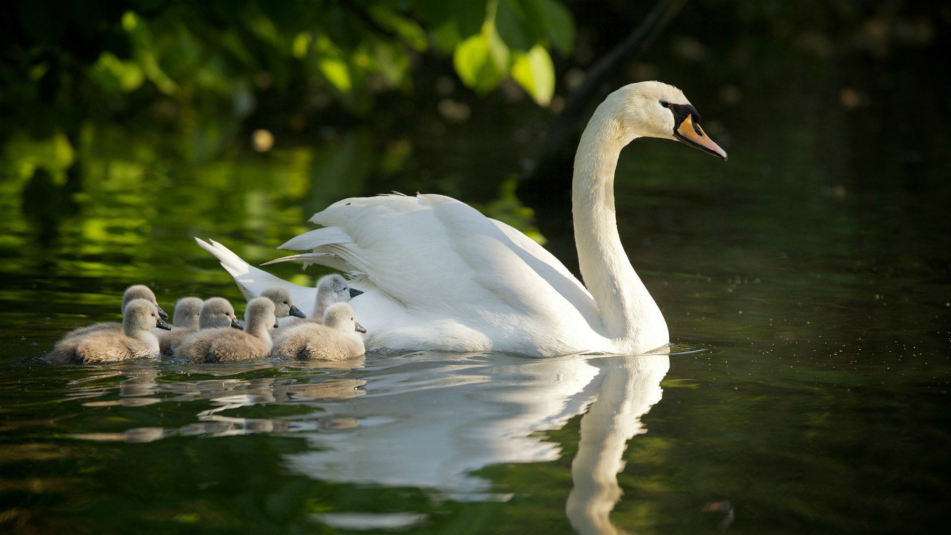 Лебедь с выводком на воде