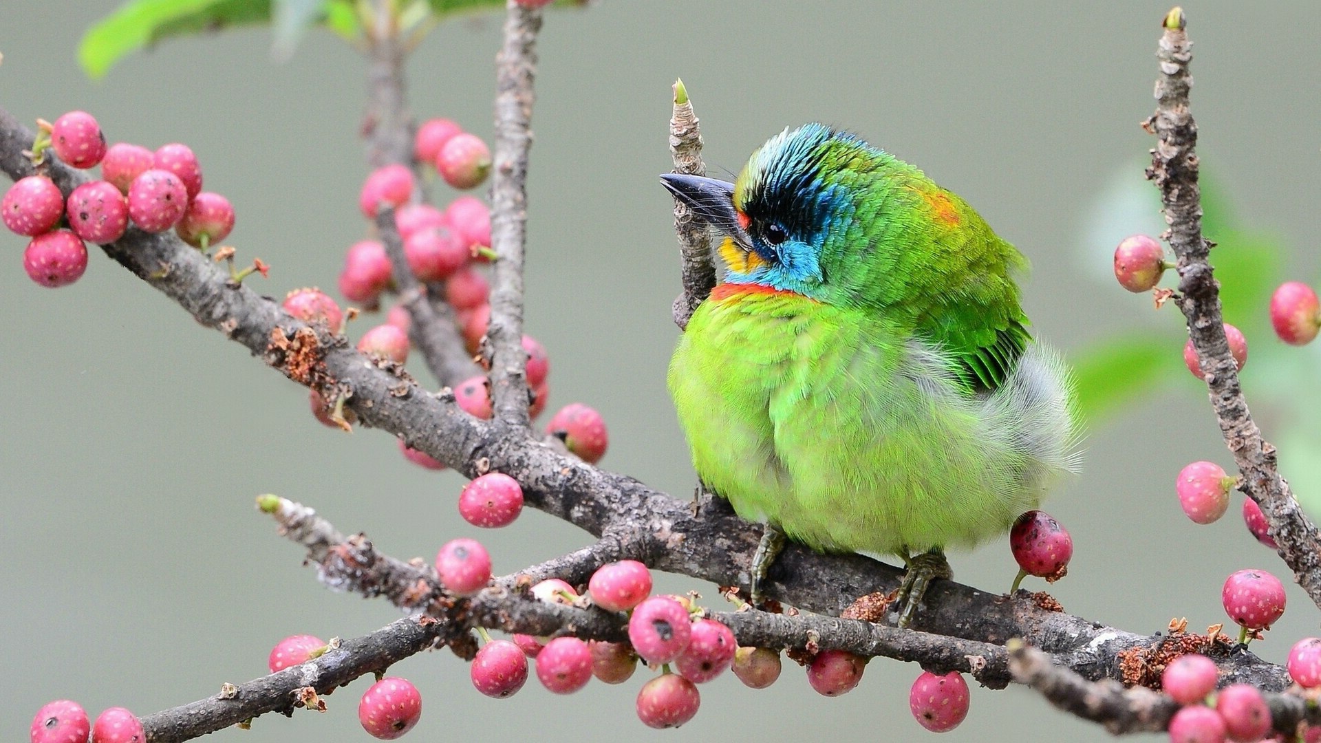 Тайваньский чернобровый бородастик