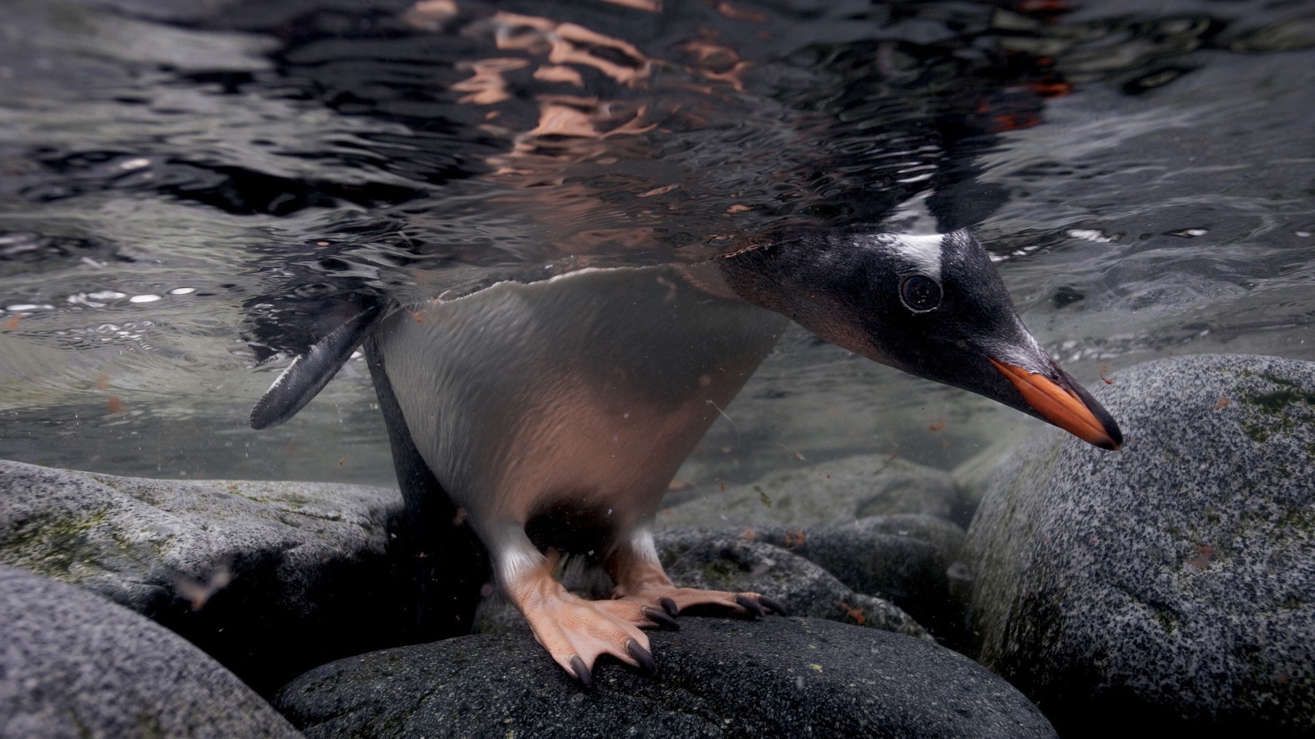 Голова и лапы пингвина под водой