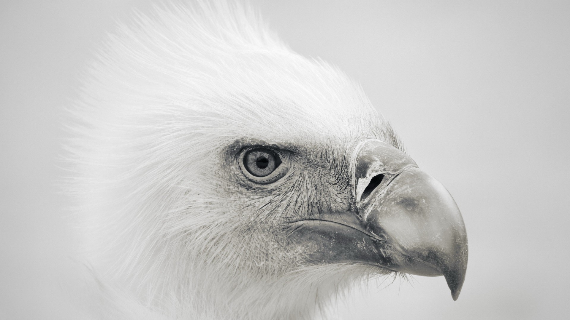 Голова орла, серый фон