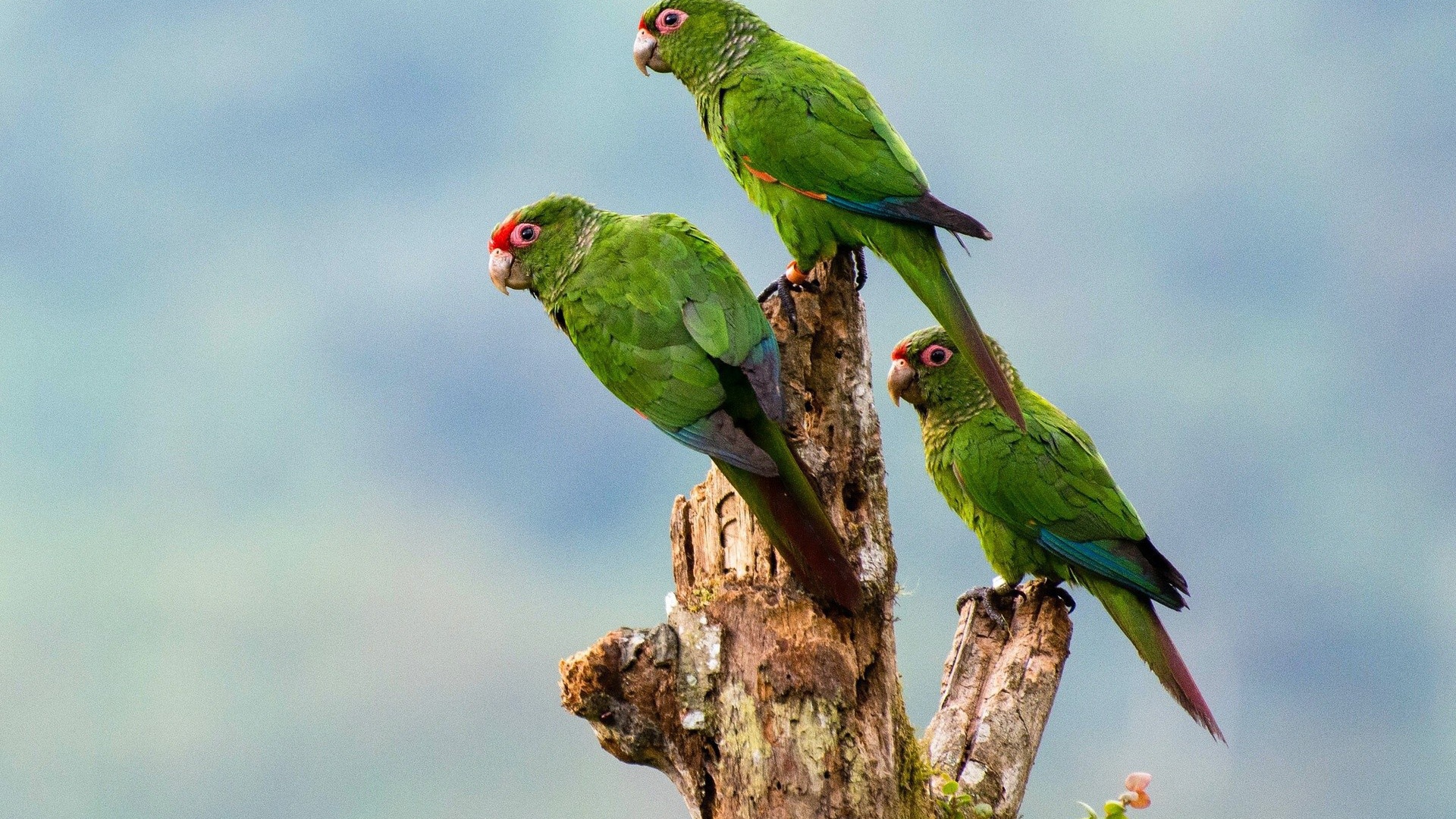 Три зеленых попугая на сухом дереве