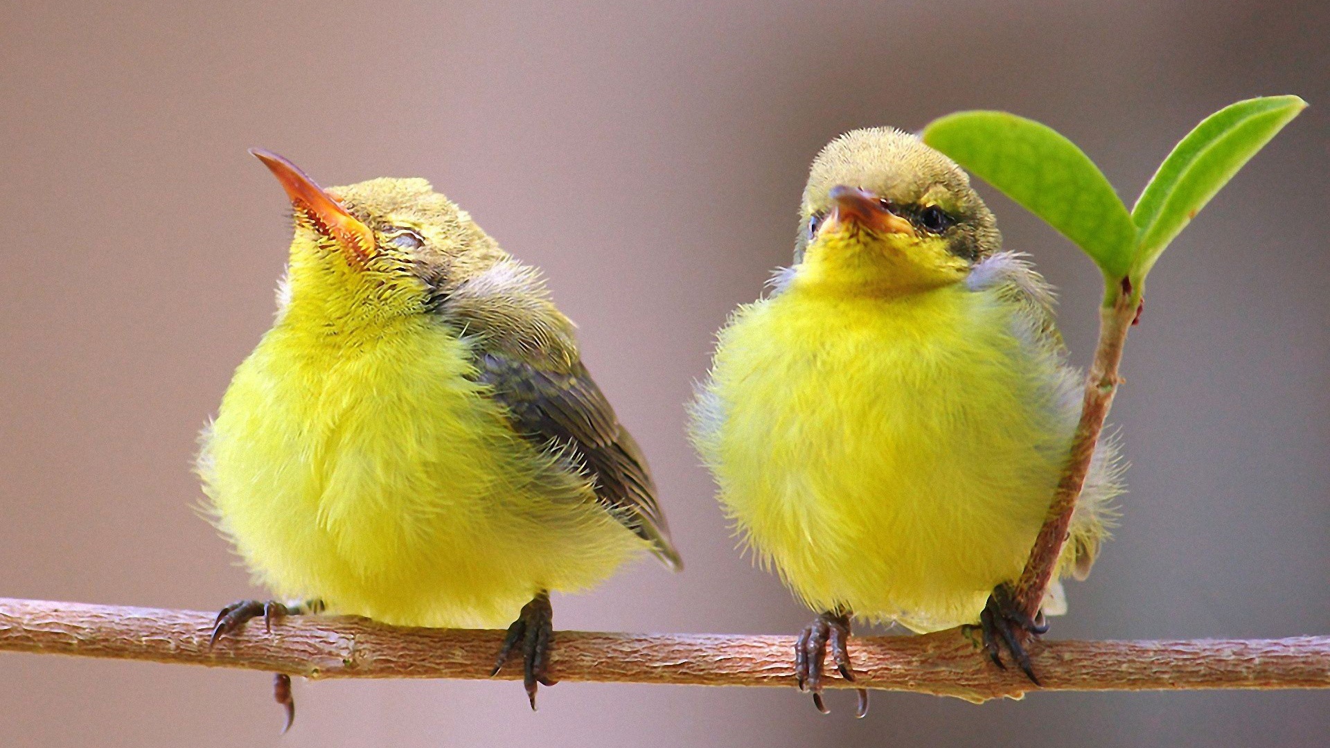 Две гордые желтых птички