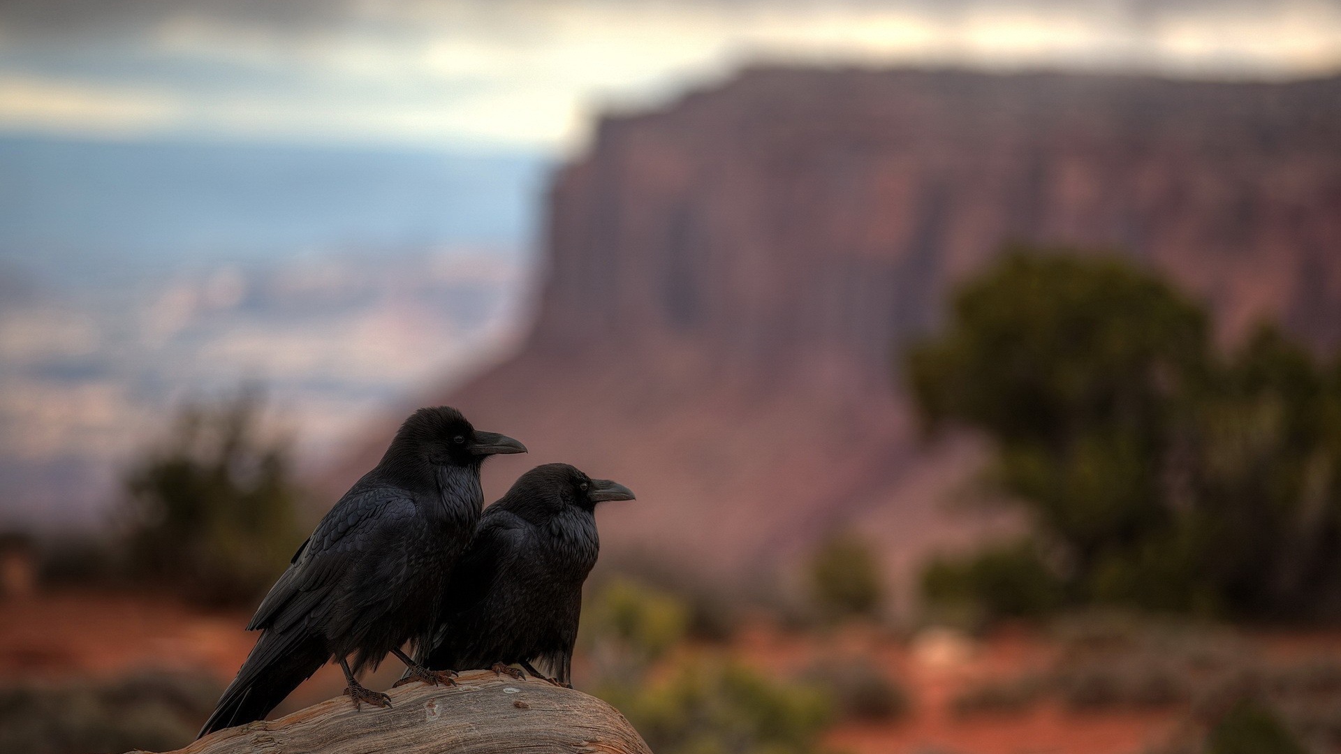 Два ворона в каньоне