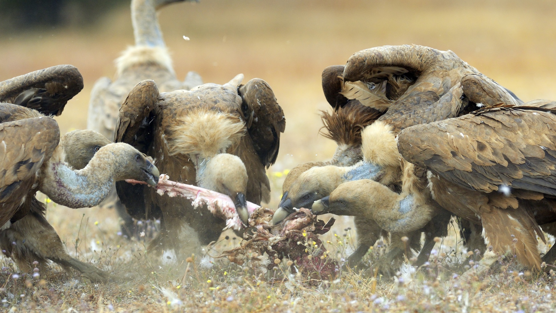 Стервятники нашли добычу
