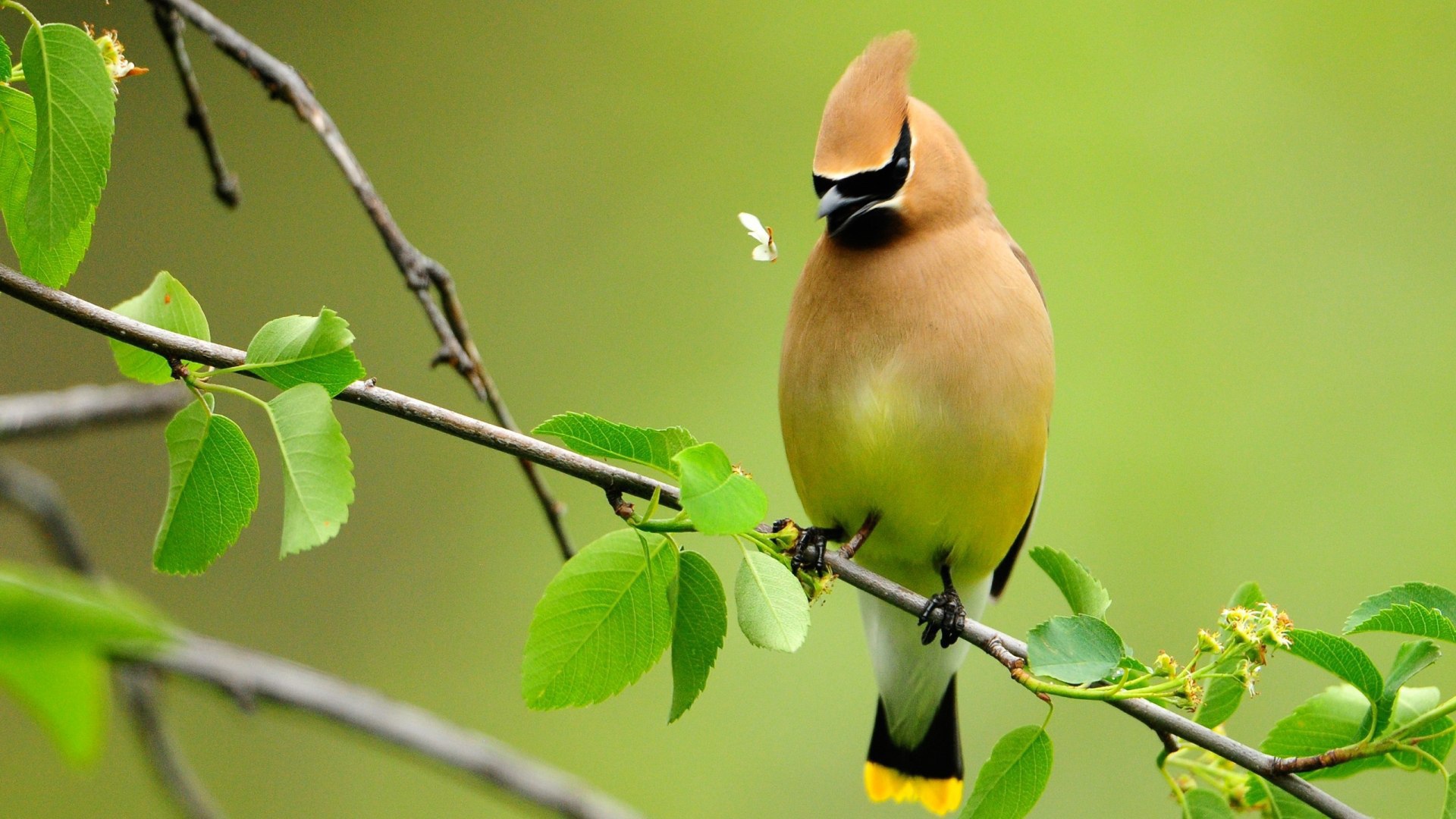 Свиристель на ветке