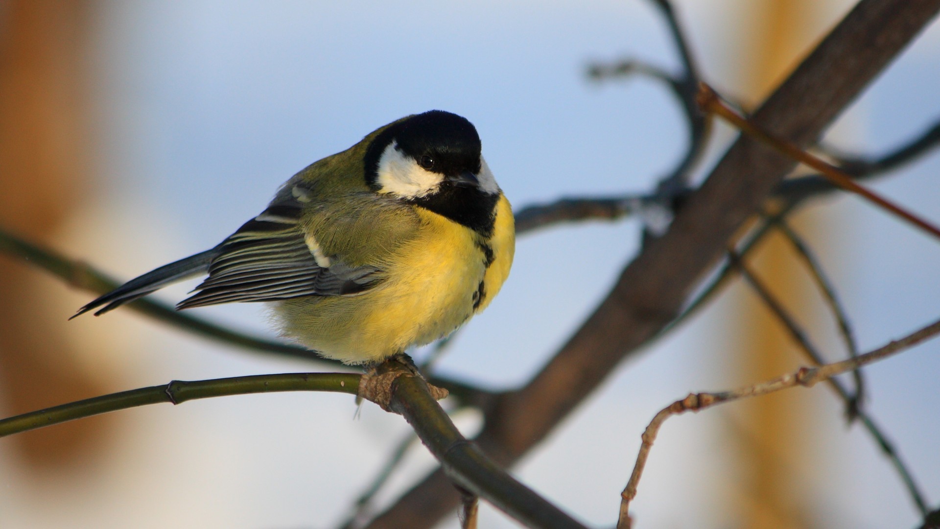Желтогрудая синица на ветке