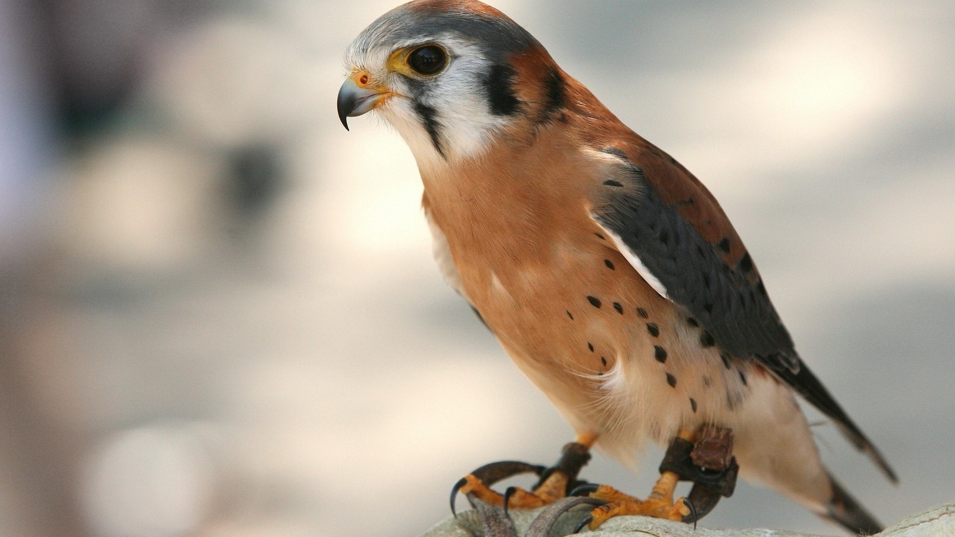 Молодой коричневый ястреб