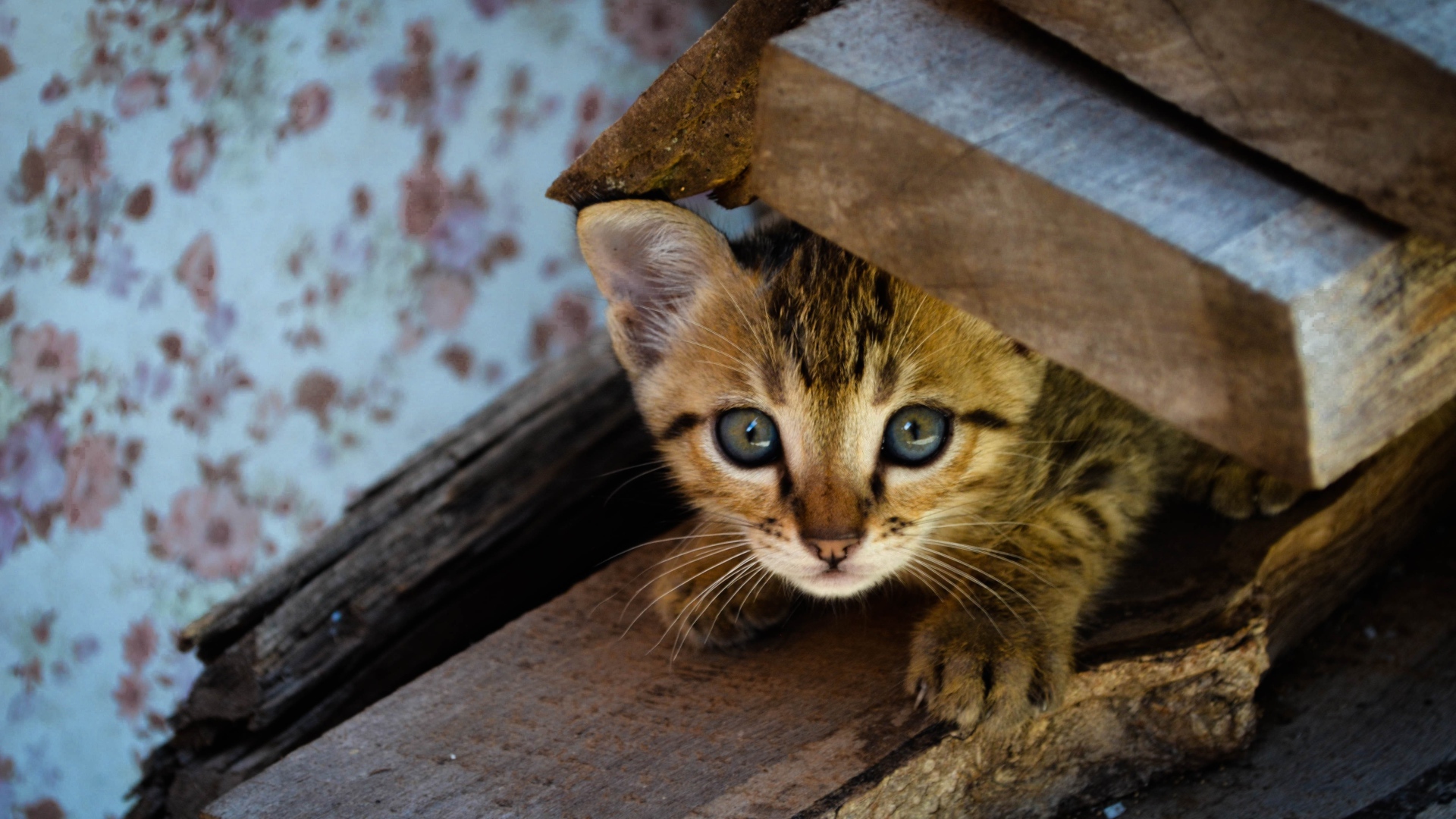 Коричневый котенок под досками