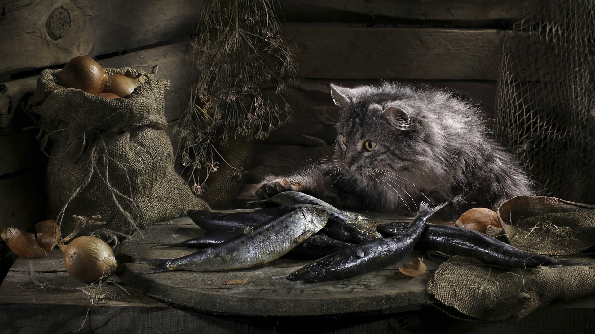 Кот нашел сокровище