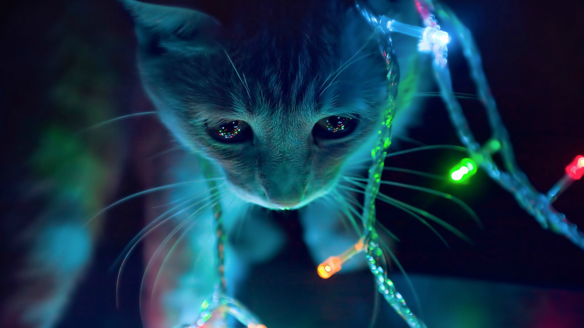 Кот в новогодней гирлянде